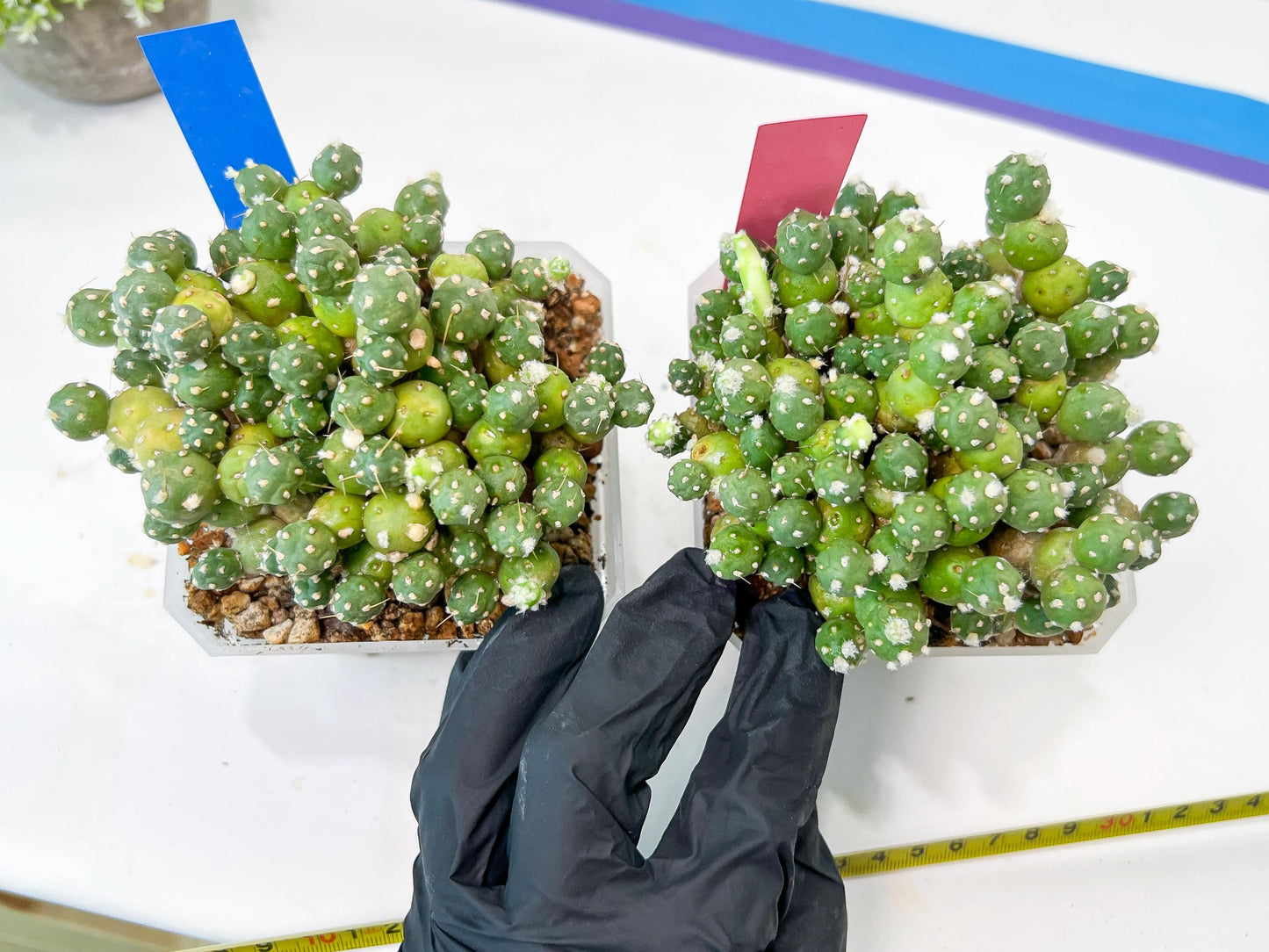Tephrocactus Rossianus | Drought-Tolerant