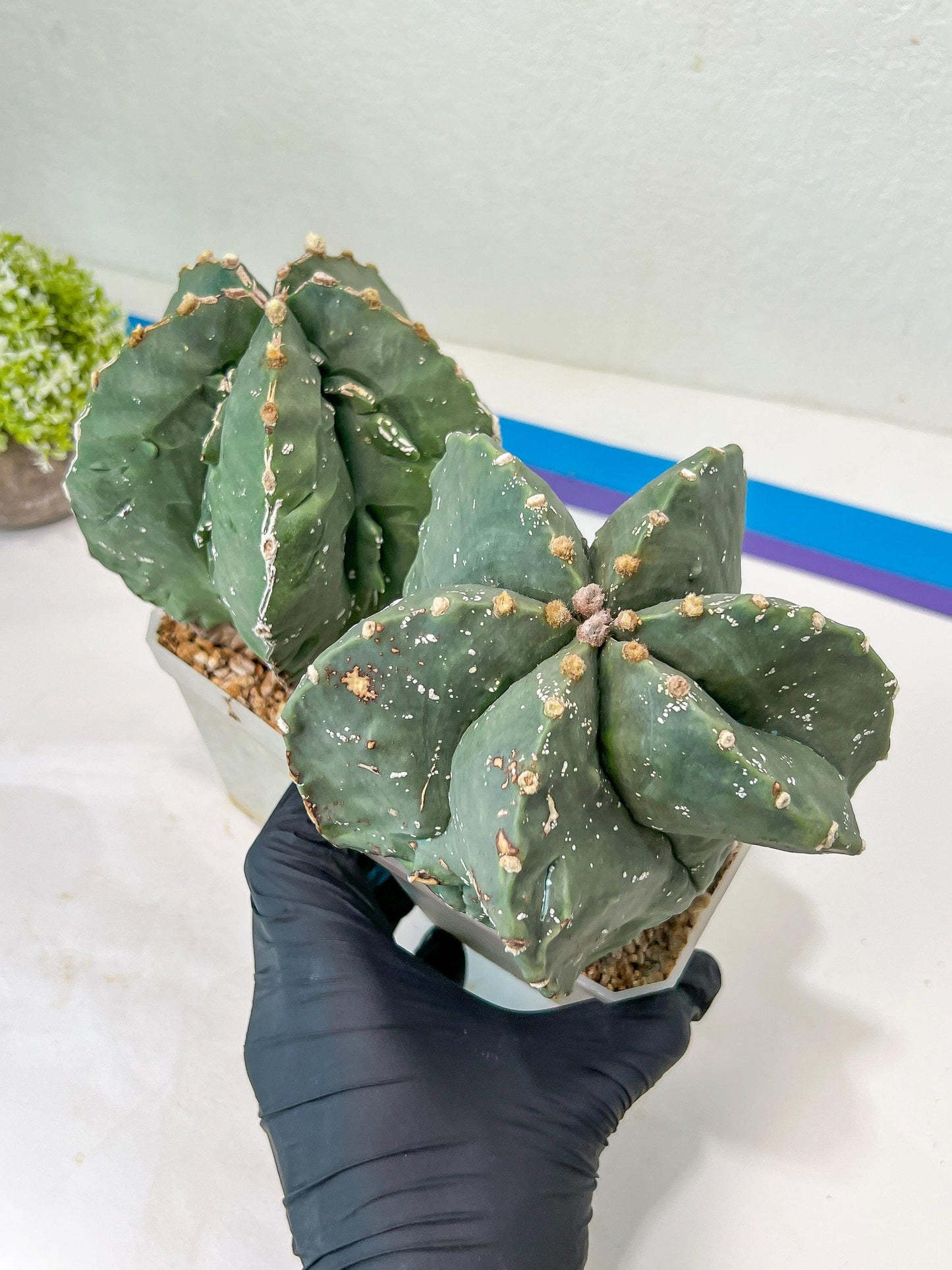 Large AstroCactus Fukryu Kabuto| Imported Cactus | Rare Succulent