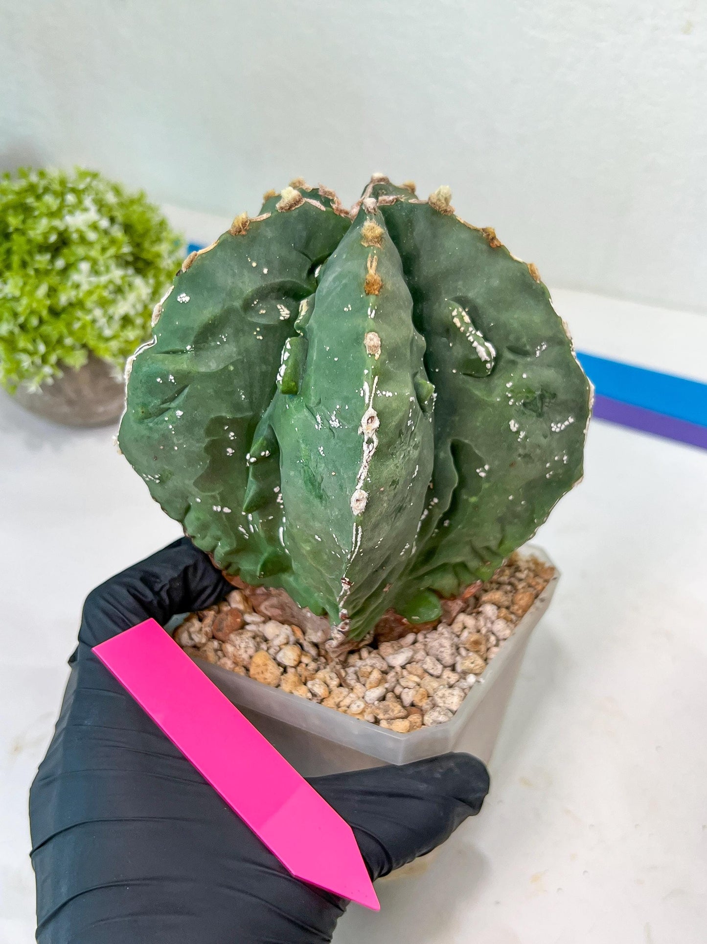 Large AstroCactus Fukryu Kabuto| Imported Cactus | Rare Succulent