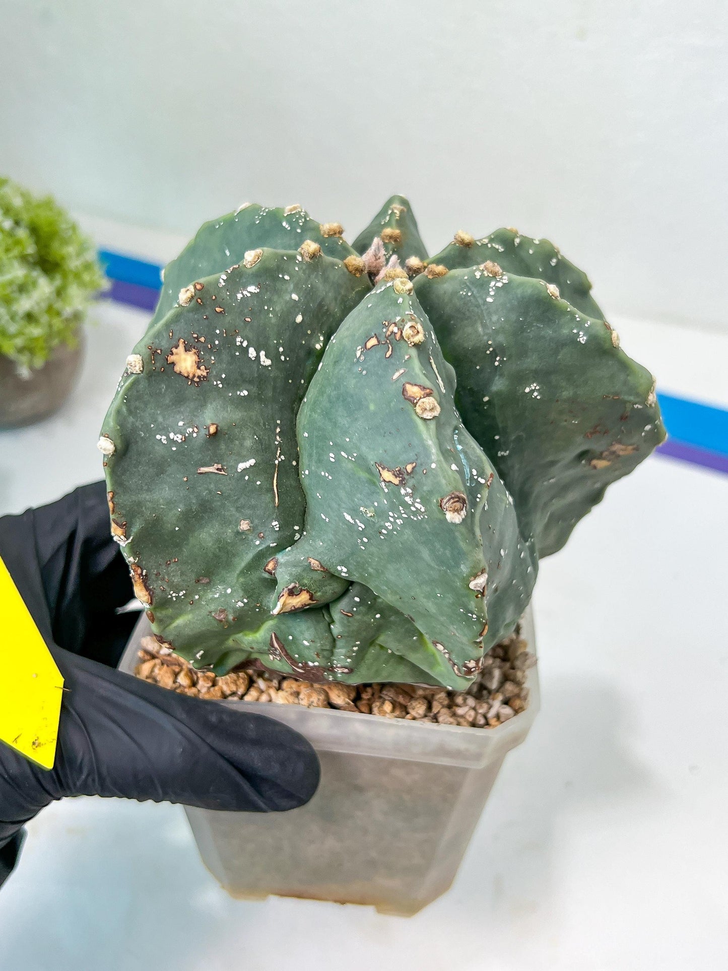 Large AstroCactus Fukryu Kabuto| Imported Cactus | Rare Succulent