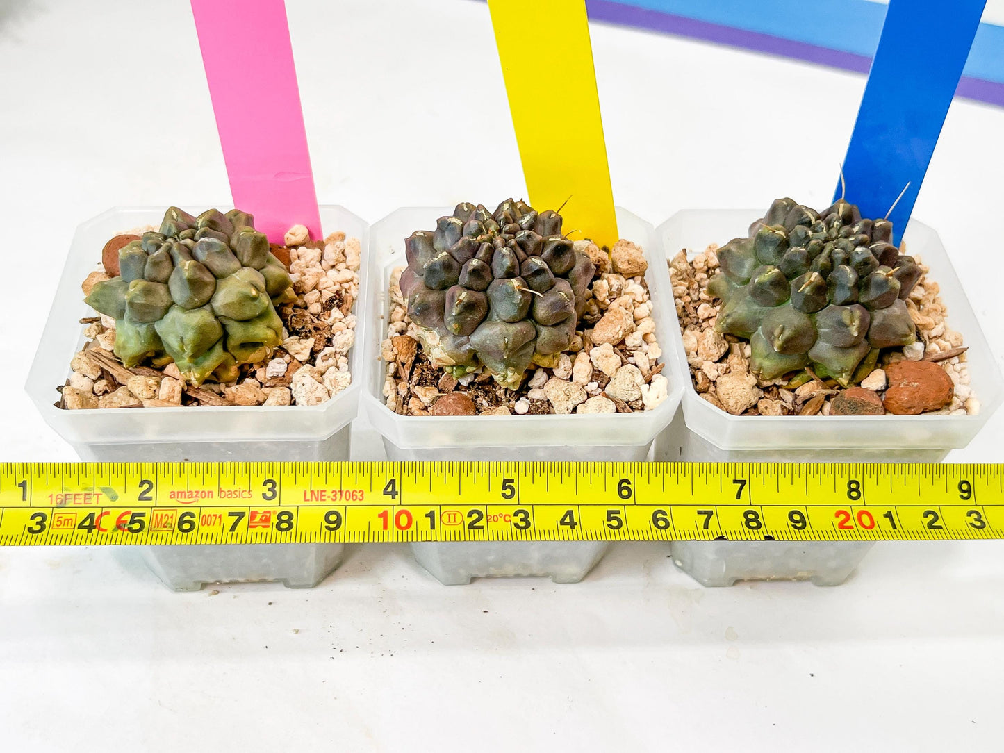 Gymnocalycium Montrose | Imported Cactus | Rare Succulent