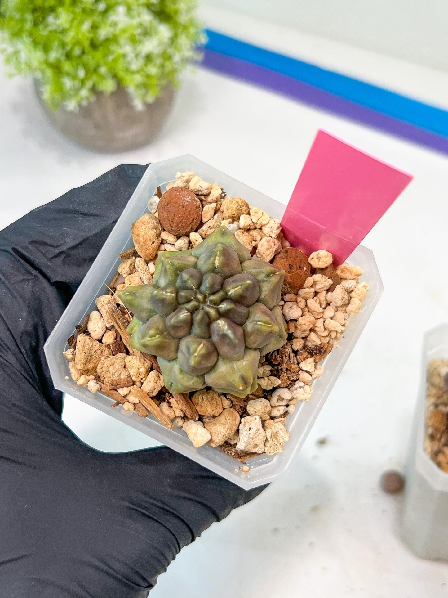 Gymnocalycium Montrose | Imported Cactus | Rare Succulent