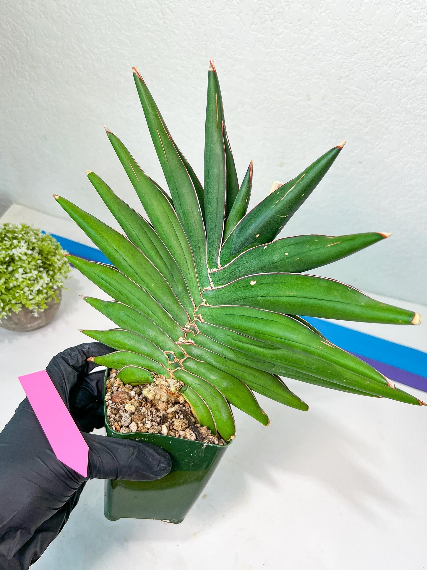 Sansevieria Sawasdee XXL | Choose Your Extraordinary Plant | (D4)(1~3)