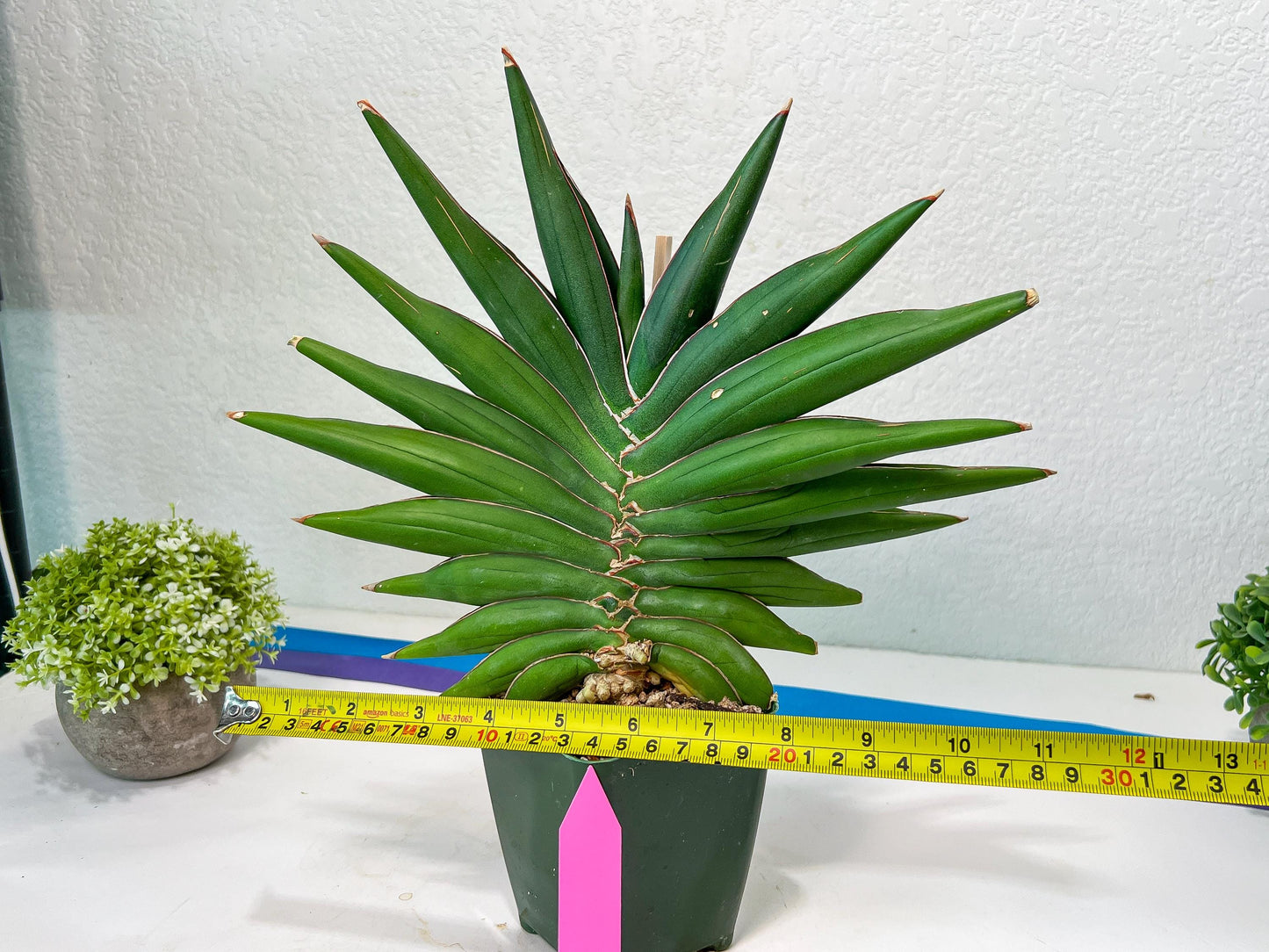 Sansevieria Sawasdee XXL | Choose Your Extraordinary Plant | (D4)(1~3)