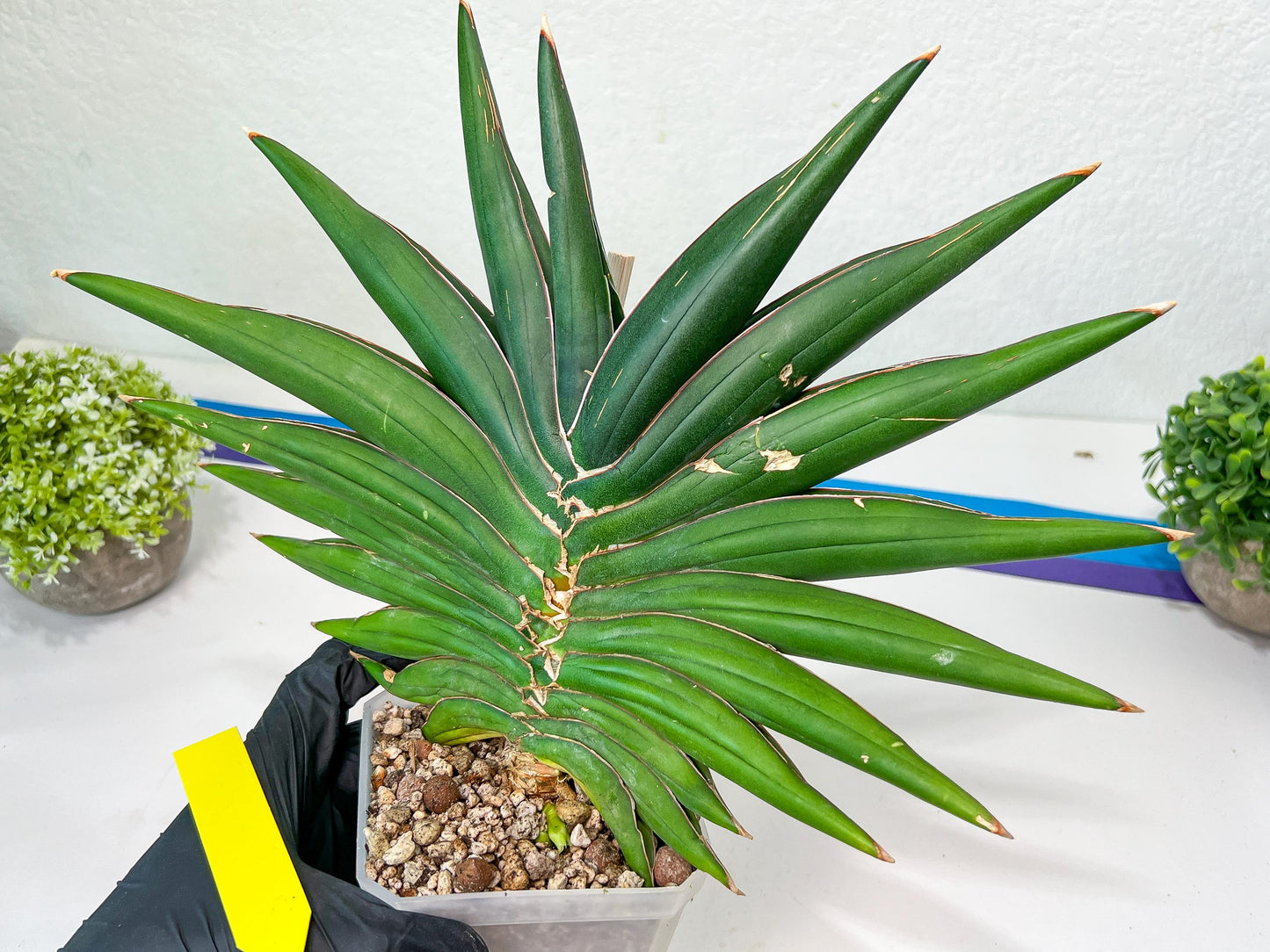 Sansevieria Sawasdee XXL | Choose Your Extraordinary Plant | (D4)(1~3)