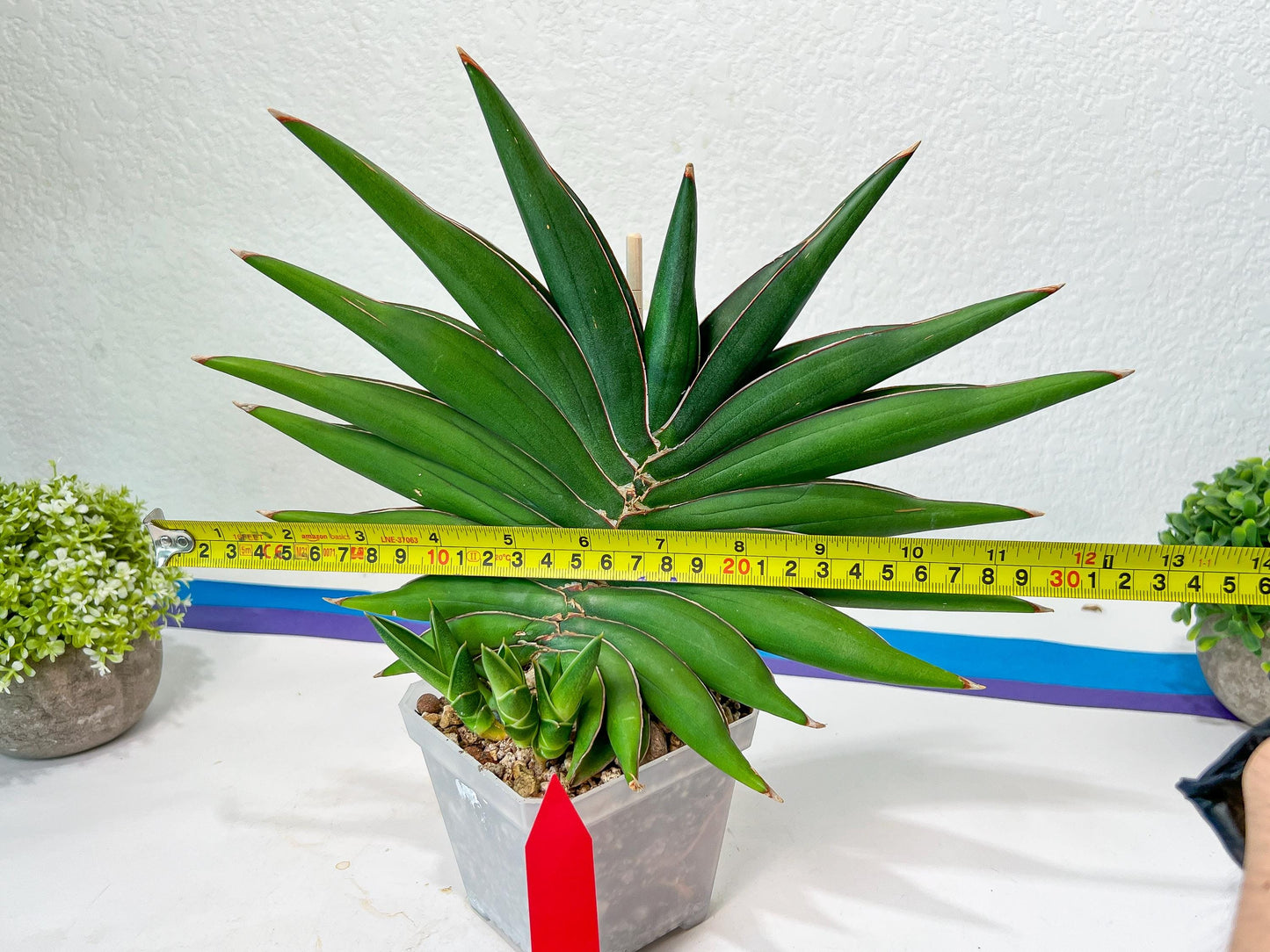 Sansevieria Sawasdee XXL | Choose your own Plants | (D4)