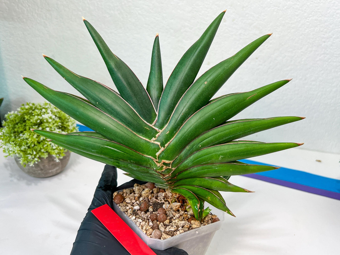 Sansevieria Sawasdee XXL | Choose your own Plants | (D4)