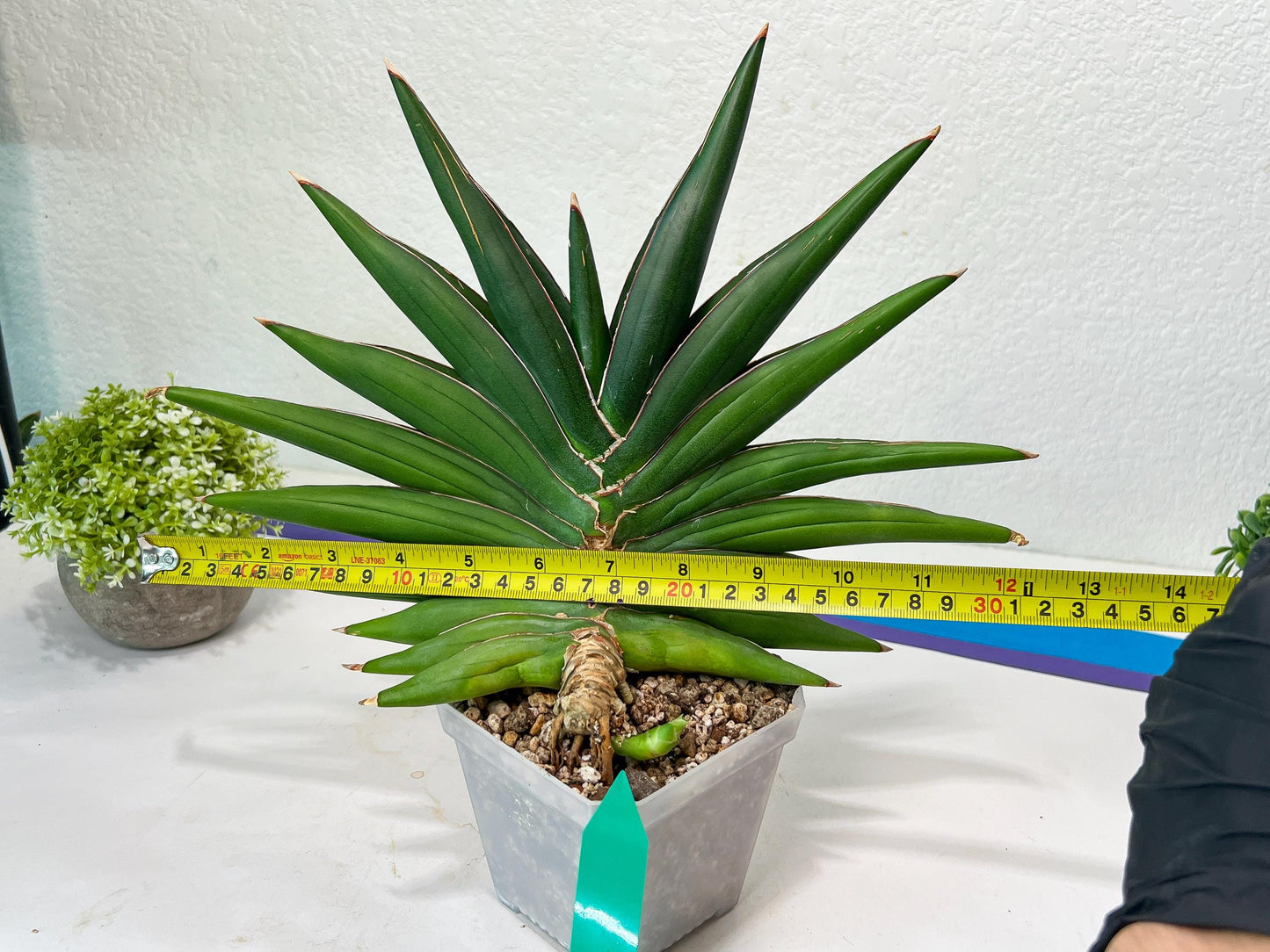 Sansevieria Sawasdee XXL | Choose your own Plants | (D4)