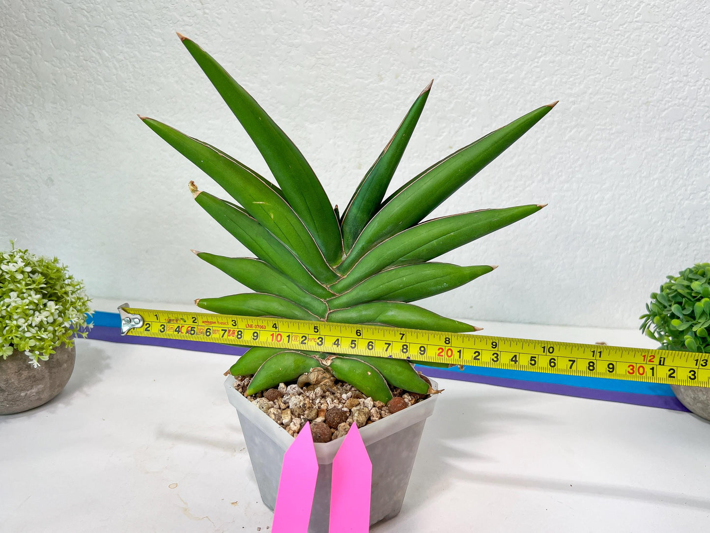 Sansevieria Sawasdee XXL | Choose your own Plants | (D4)