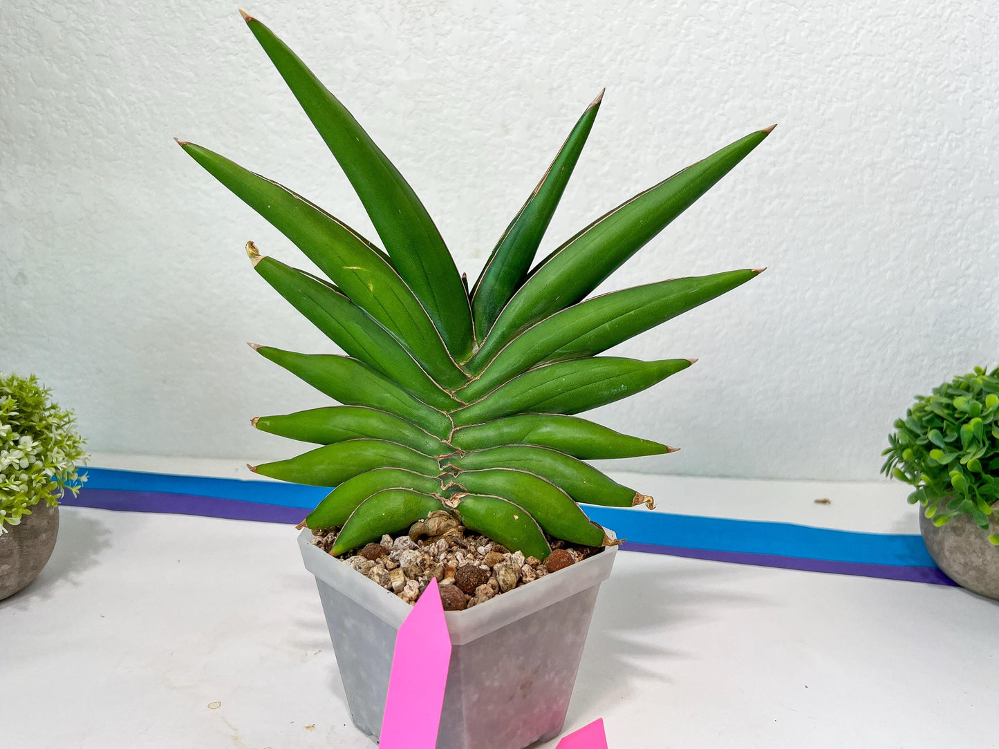 Sansevieria Sawasdee XXL | Choose your own Plants | (D4)