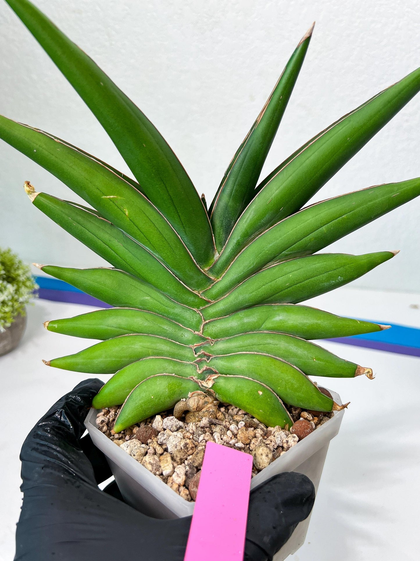 Sansevieria Sawasdee XXL | Choose your own Plants | (D4)