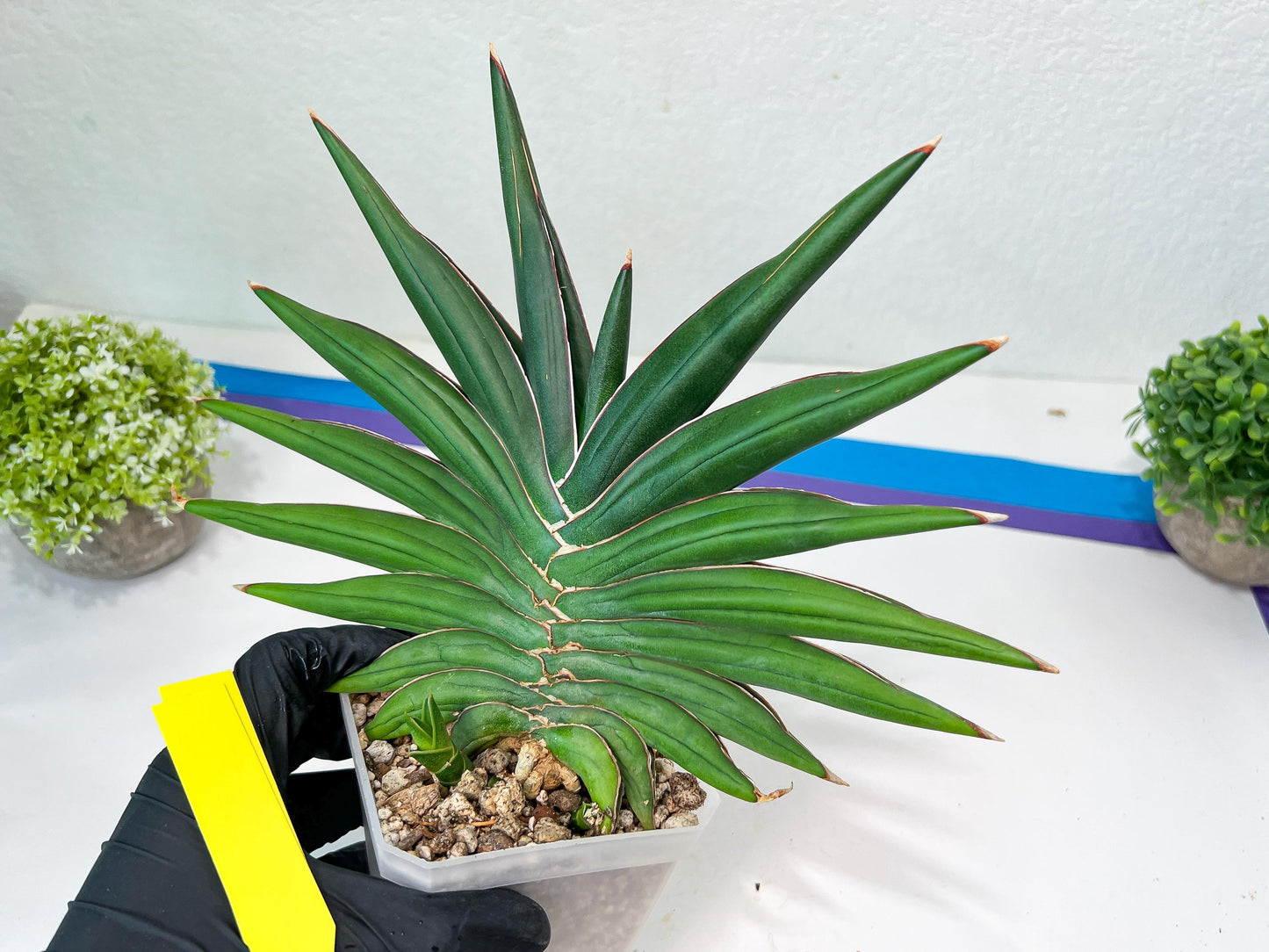 Sansevieria Sawasdee XXL | Choose your own Plants | (D4)