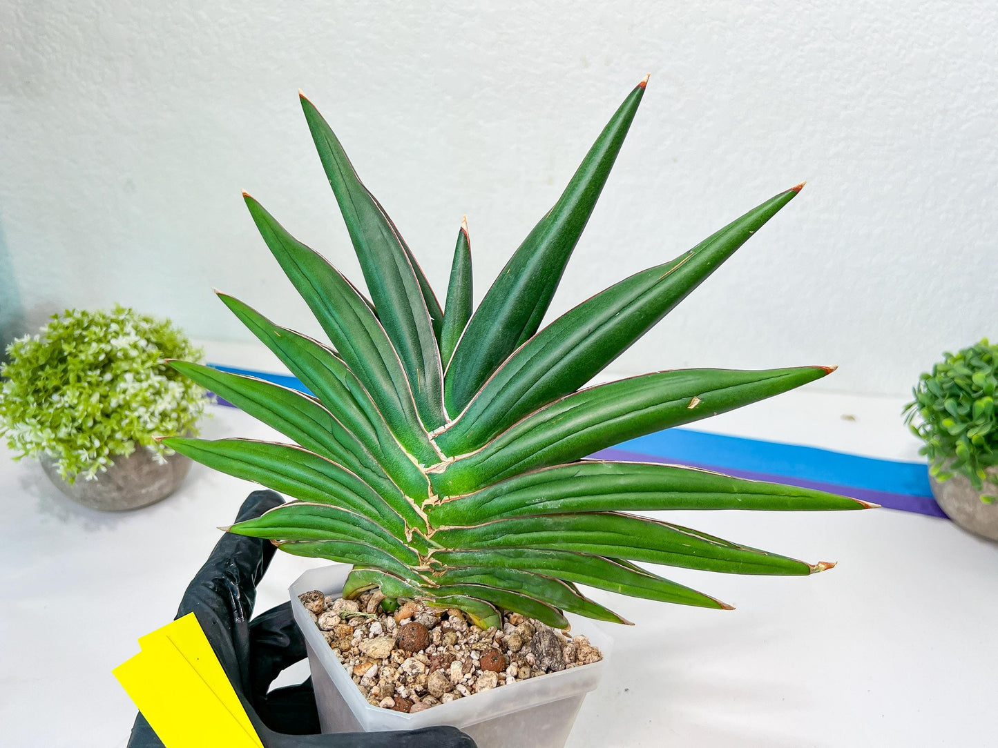 Sansevieria Sawasdee XXL | Choose your own Plants | (D4)