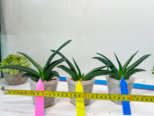 Gasteria Armstrongii Var Tiger Spot | Imported Succulent | rare species