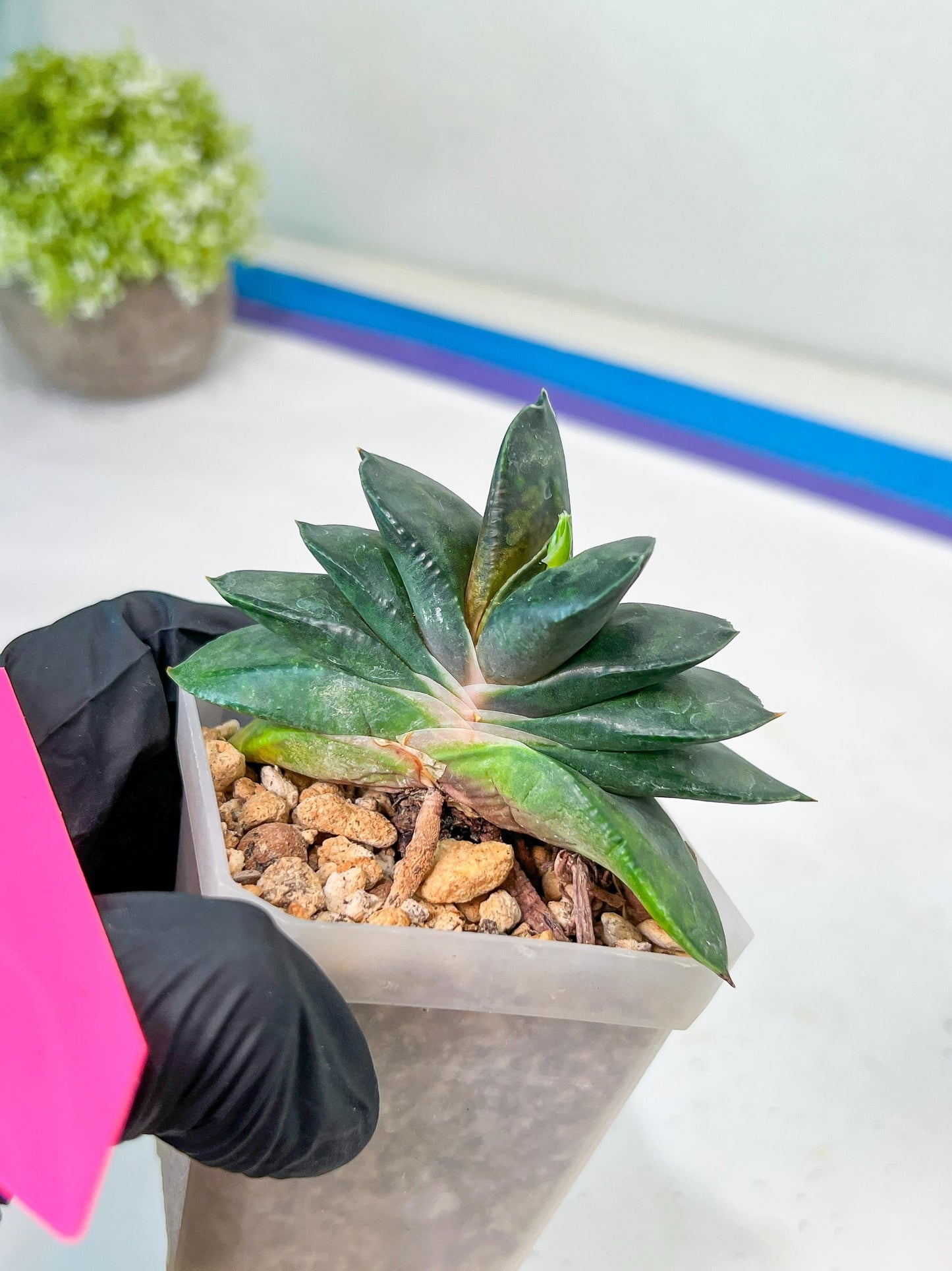 Gasteria Armstrongii | Imported Succulent | rare species