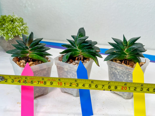 Gasteria Armstrongii | Imported Succulent | rare species