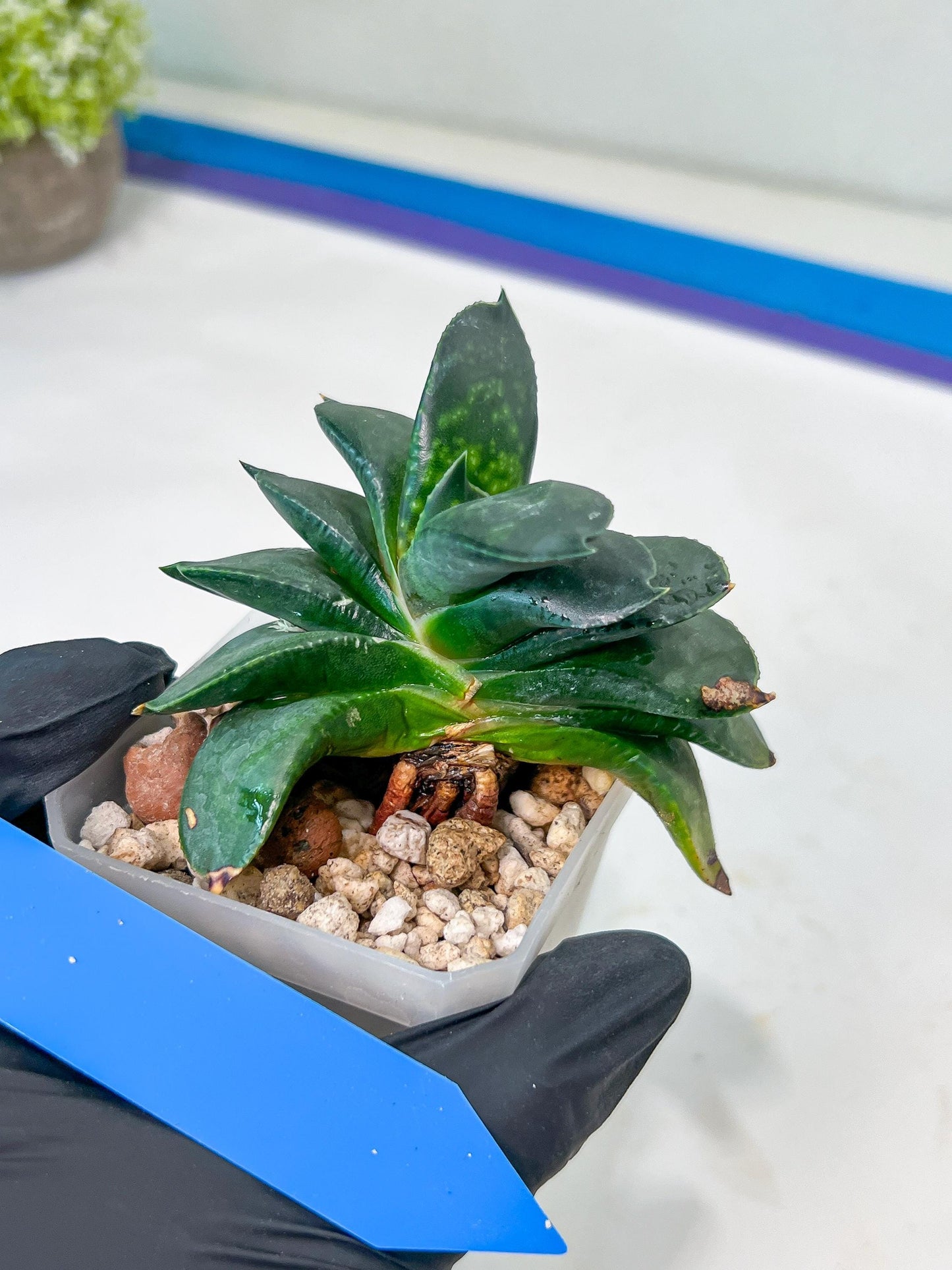 Gasteria Armstrongii | Imported Succulent | rare species