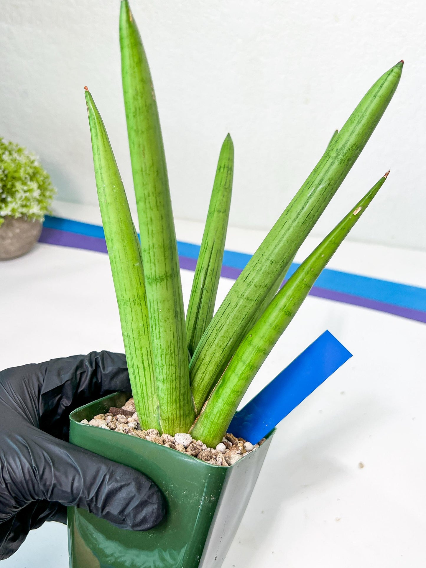 Sansevieria Stardust XL (C1) | Imported Plants | Rare Hybrid Species