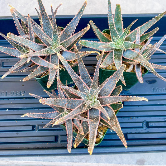 Rare - Aloe Purple Haze | Indoor Succulents | 3.5" Planter