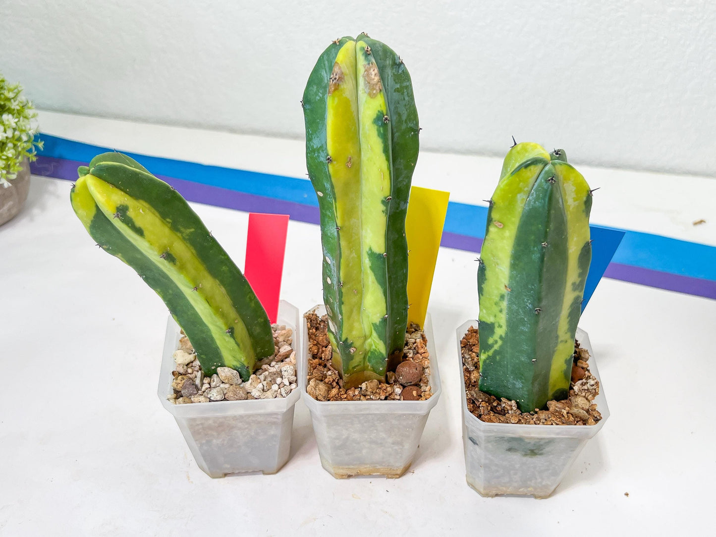 Myrtillocactus Geometrizans f. Variegatus Hort