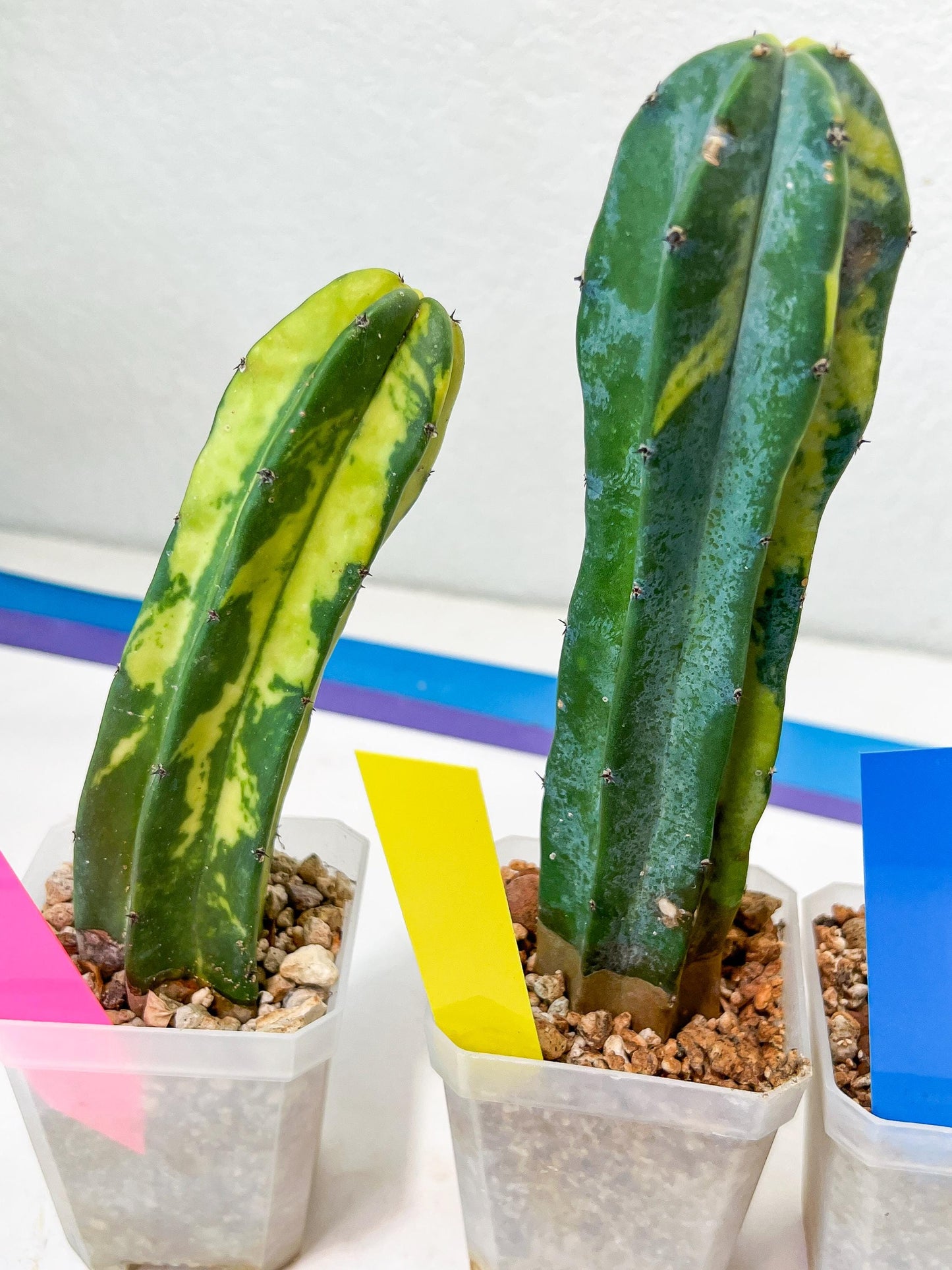 Myrtillocactus Geometrizans f. Variegatus Hort