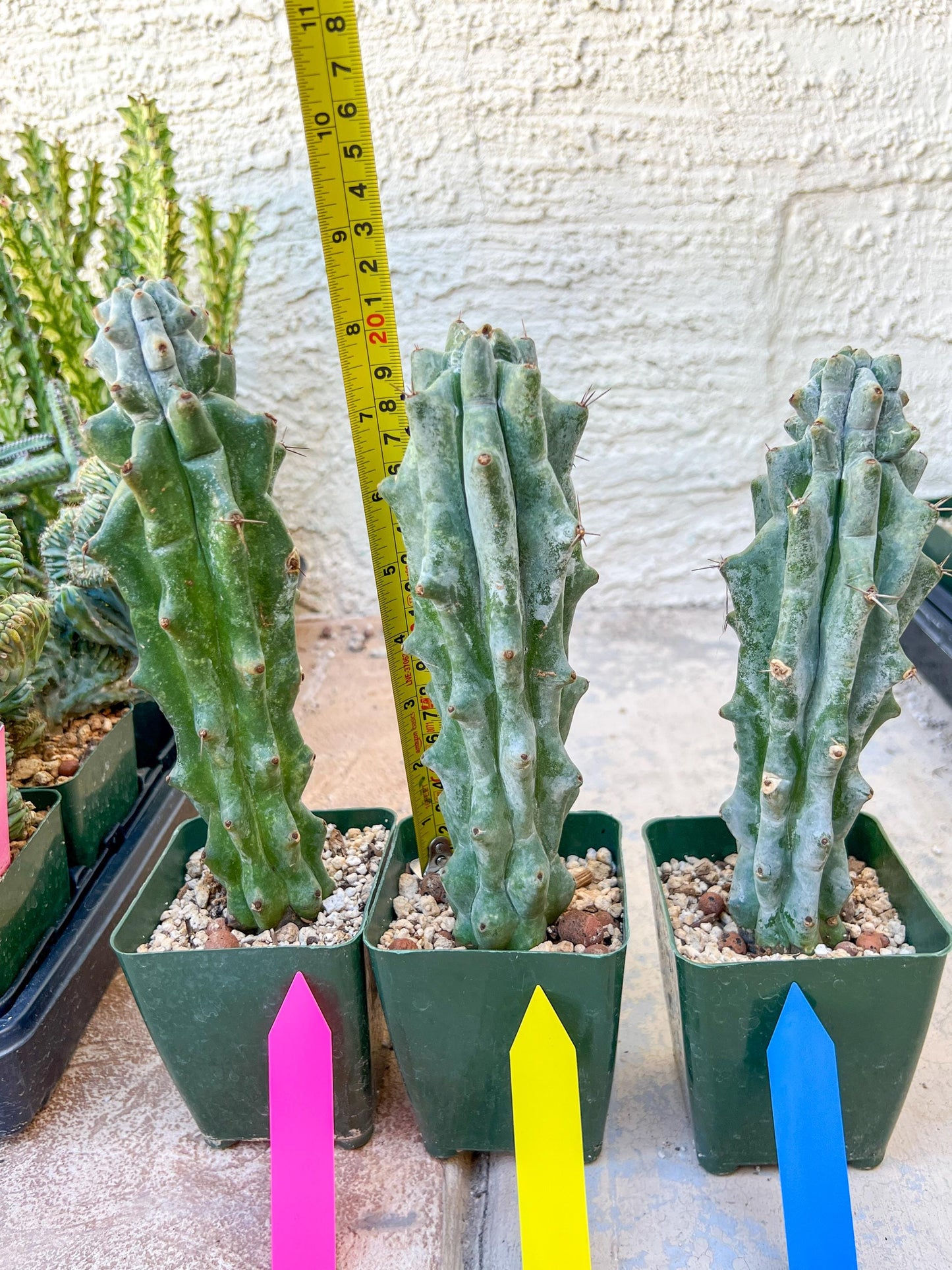 Stenocereus Beneckei | White Cactus | Rare Imported Plants
