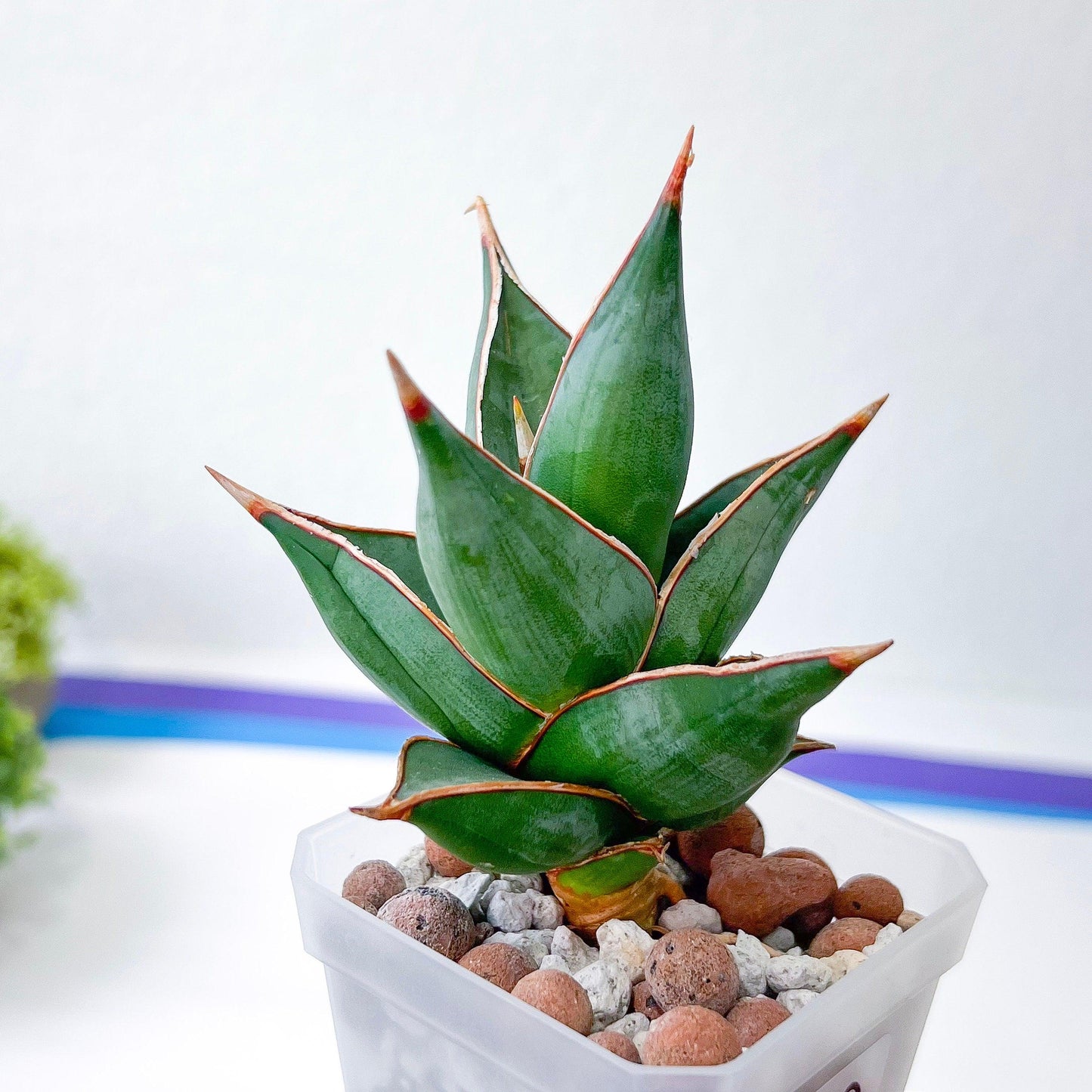 Sansevieria Pinguicula (#H3) | Walking Sansevieria | Imported