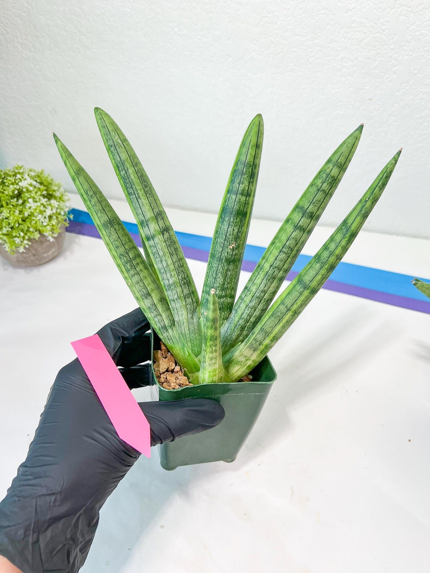Sansevieria Boncel Variegata XXL (#D5) | Imported Plants | Rare Hybrid Species