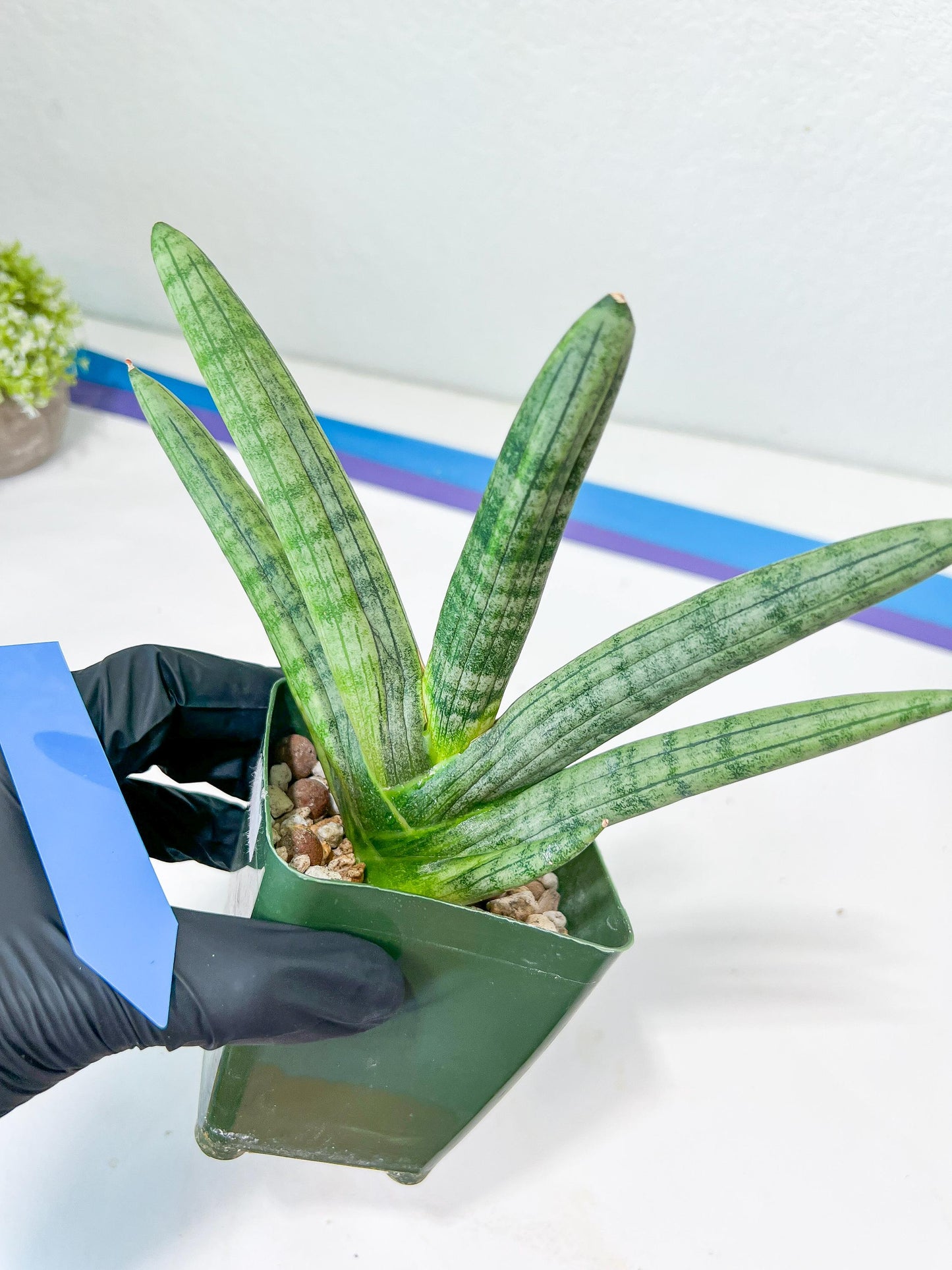 Sansevieria Boncel Variegata XXL (#D5) | Imported Plants | Rare Hybrid Species