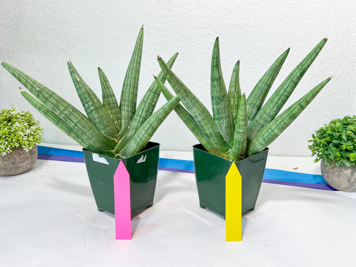 Sansevieria Super Chubby | Choose your own Plant | (D5) (D3)