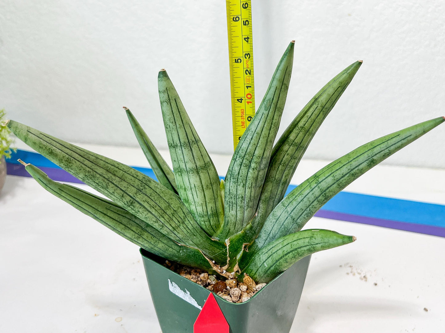 Sansevieria Super Chubby | Choose your own Plant | (D5) (D3)
