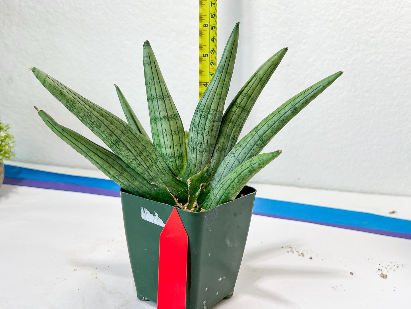 Sansevieria Super Chubby | Choose your own Plant | (D5) (D3)
