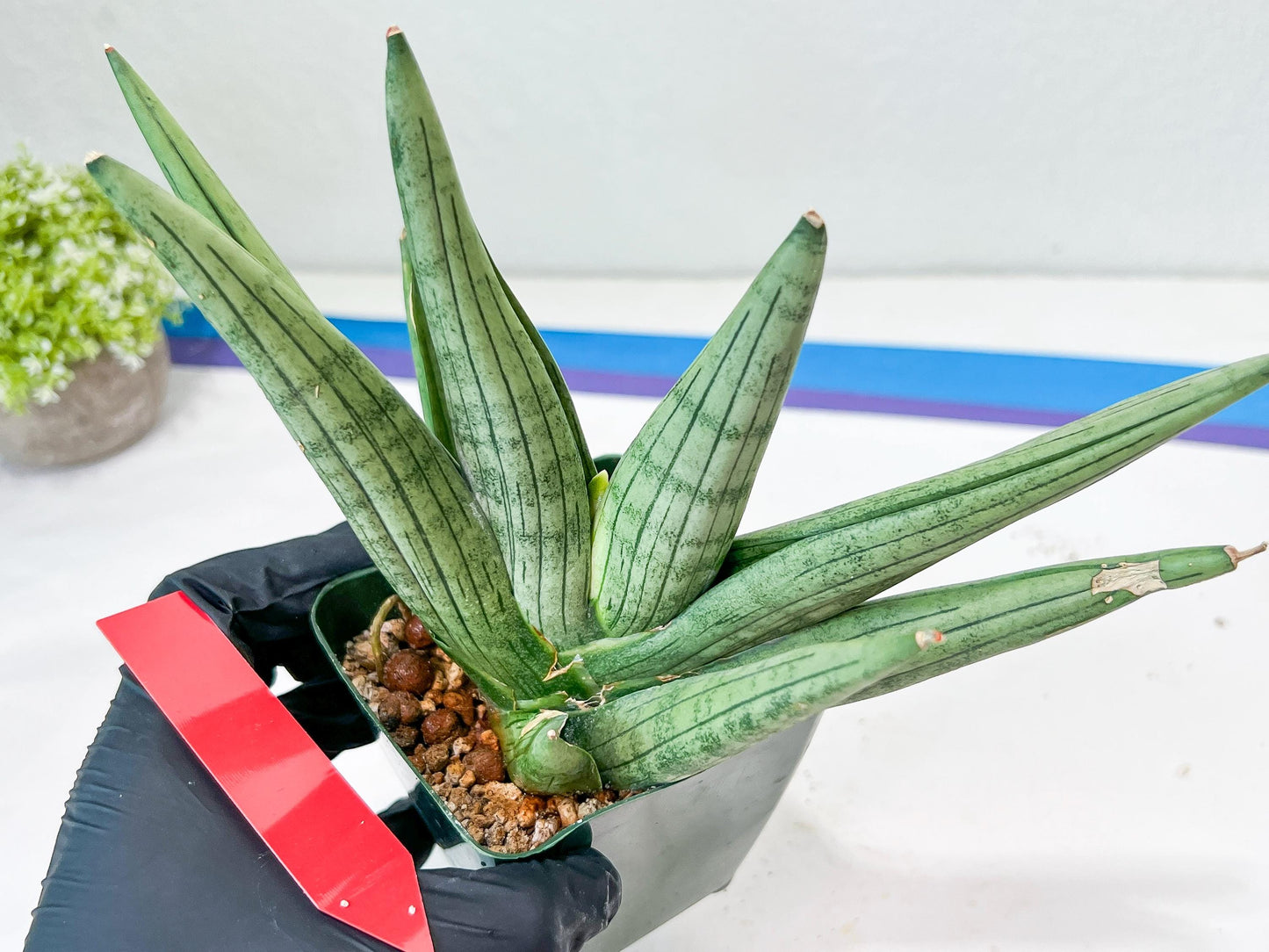 Sansevieria Super Chubby | Choose your own Plant | (D5) (D3)