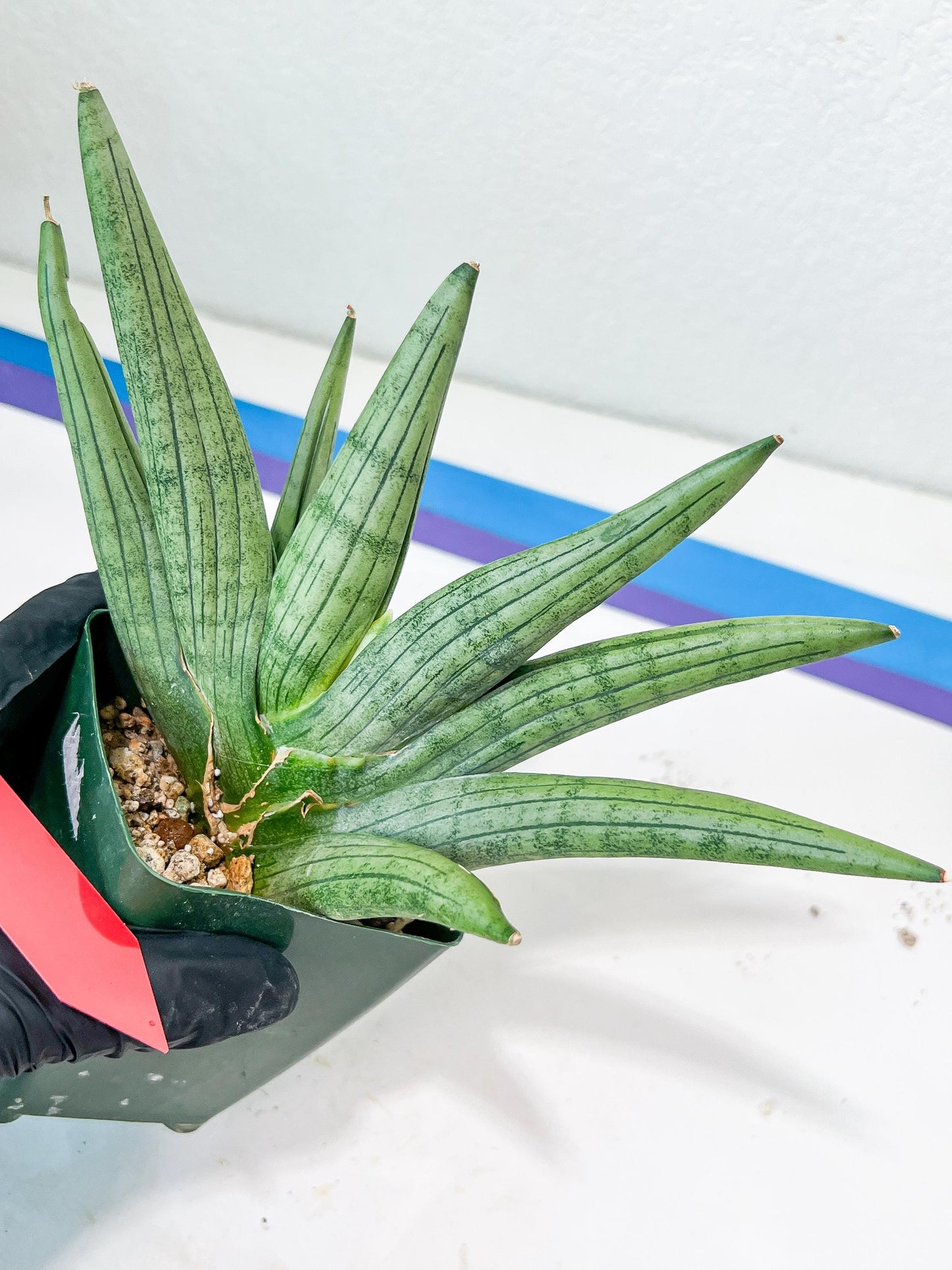 Sansevieria Super Chubby | Choose your own Plant | (D5) (D3)