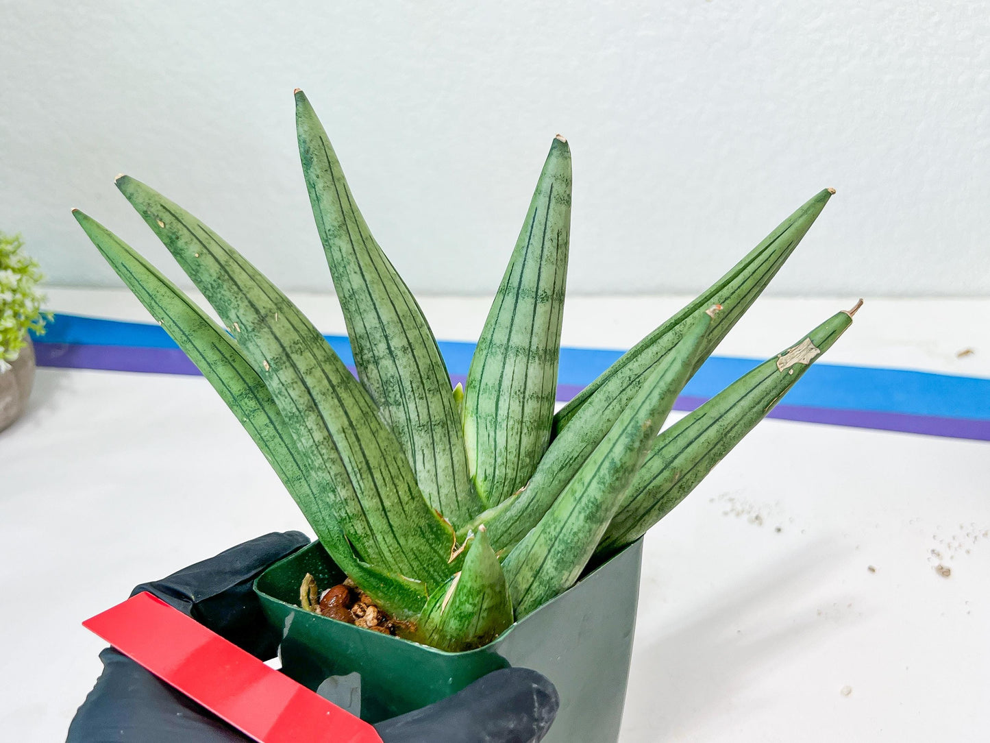 Sansevieria Super Chubby | Choose your own Plant | (D5) (D3)