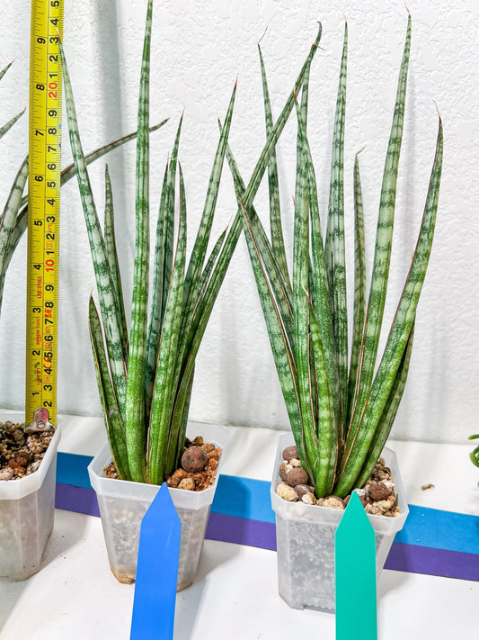 Sansevieria Be Bright XL (#E2) | Imported Plants | Rare Hybrid Species