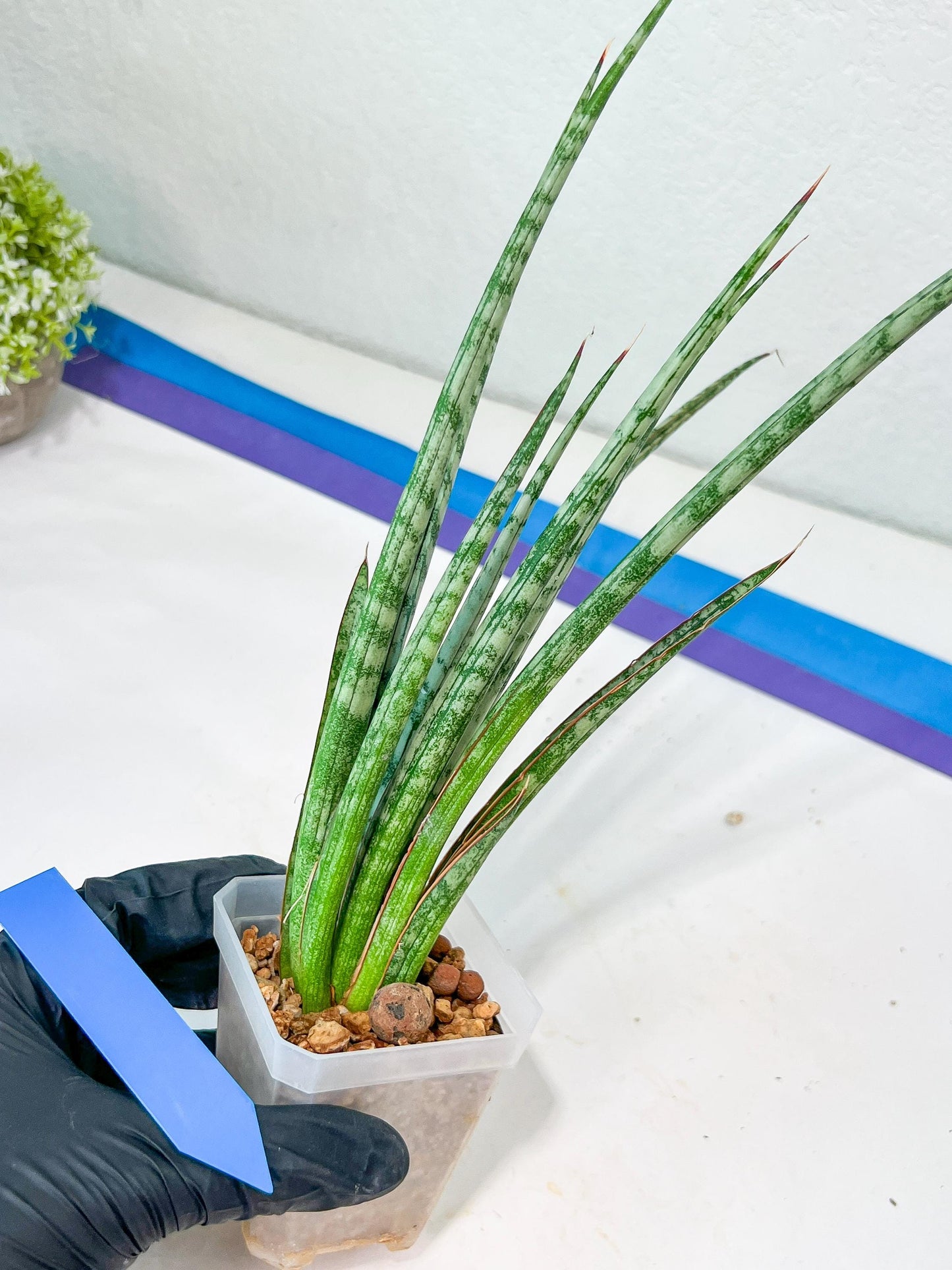 Sansevieria Be Bright XL (#E2) | Imported Plants | Rare Hybrid Species