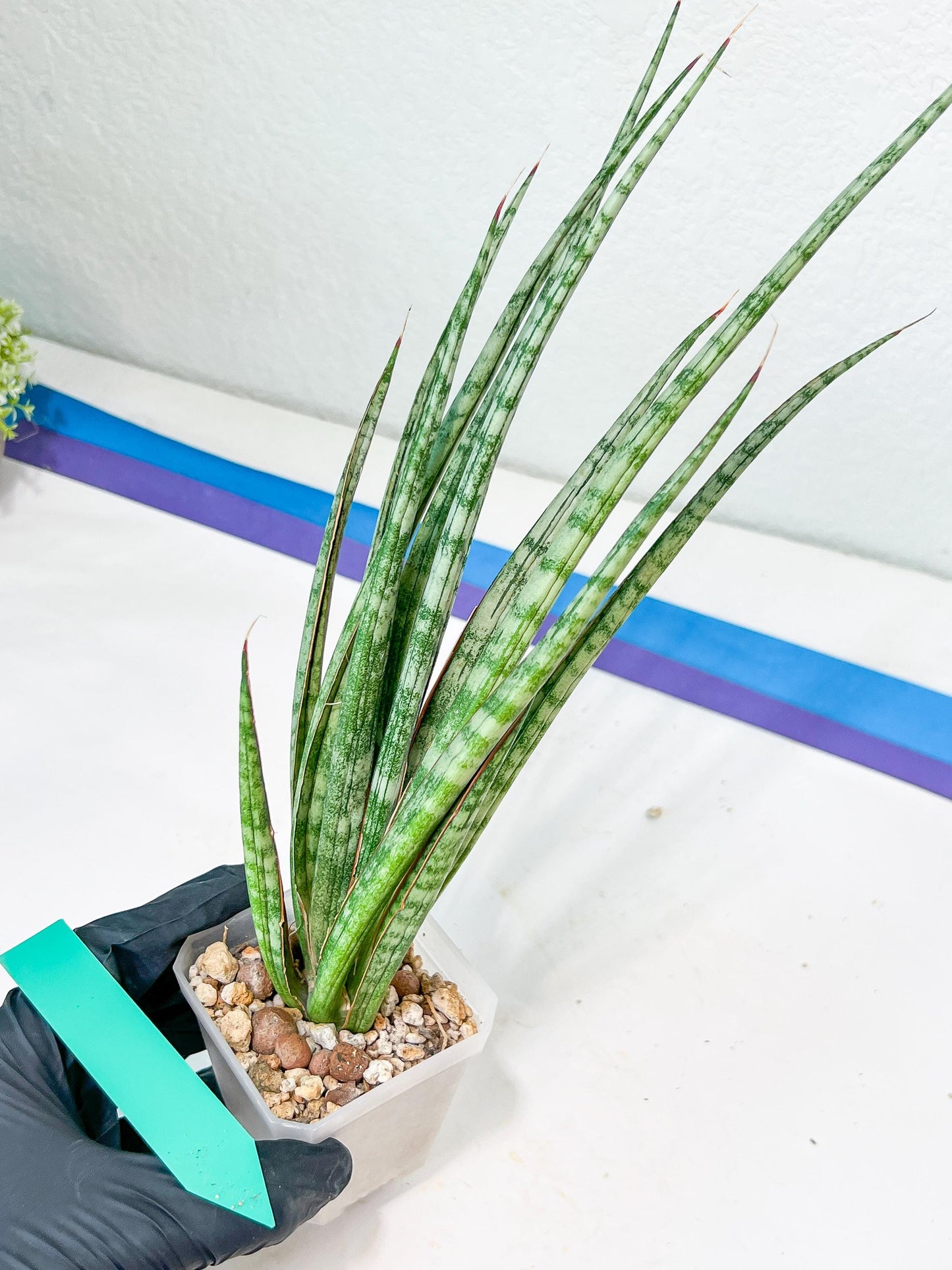 Sansevieria Be Bright XL (#E2) | Imported Plants | Rare Hybrid Species