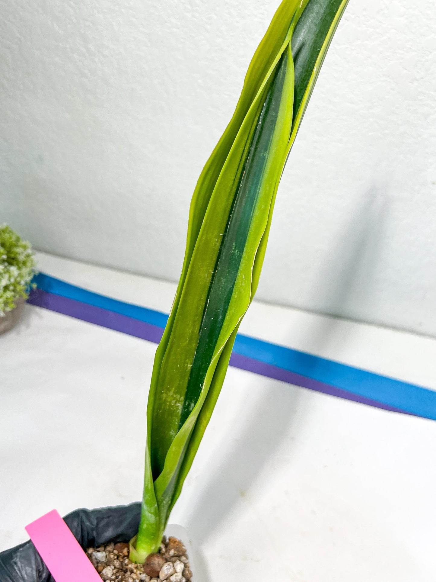 Sansevieria Trifasciata Lillian True Oil | Imported Plants