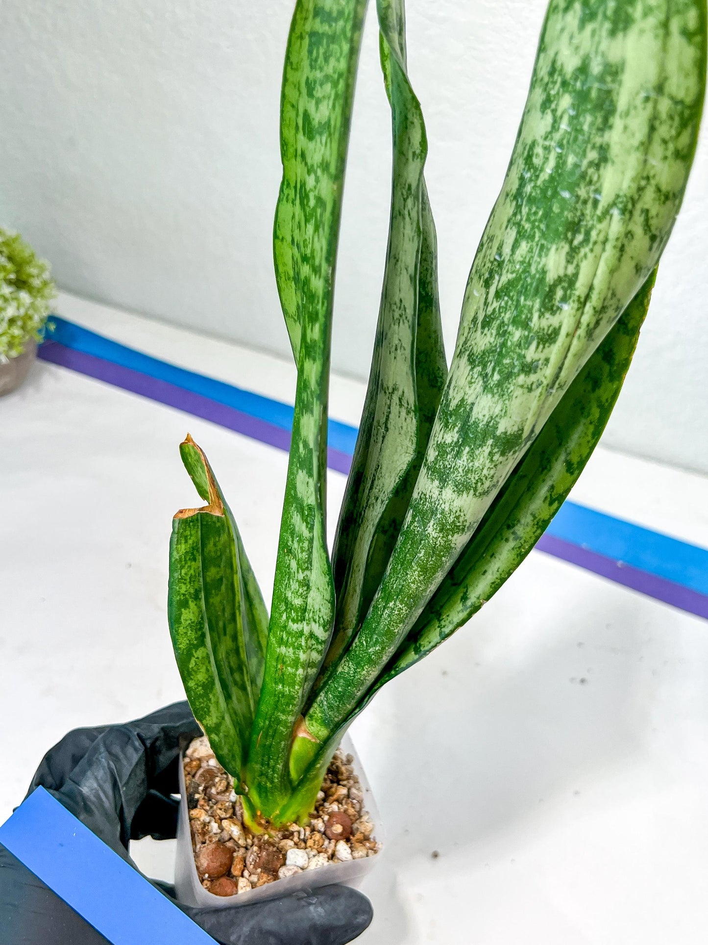Sansevieria Moonshine Mutant | Imported Plants