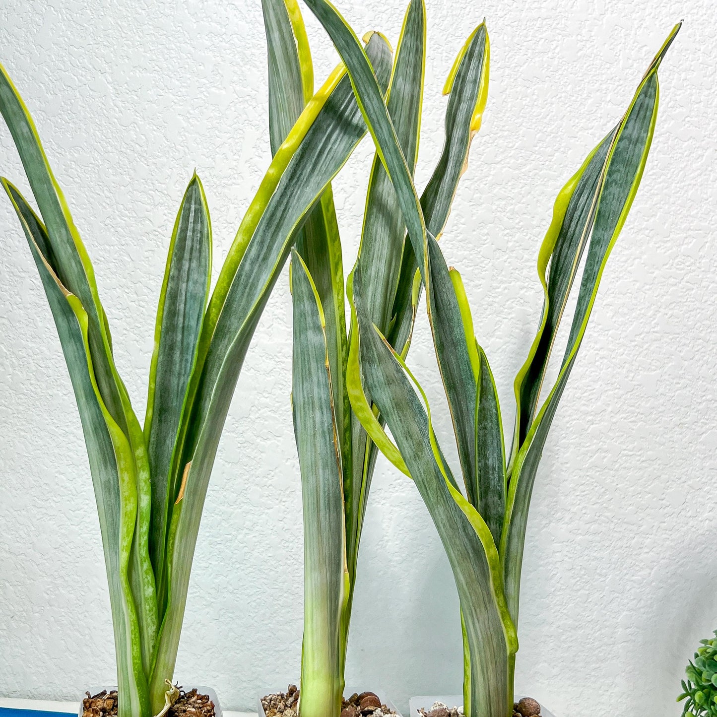 Sansevieria trifasciata Assalam | Imported Plants