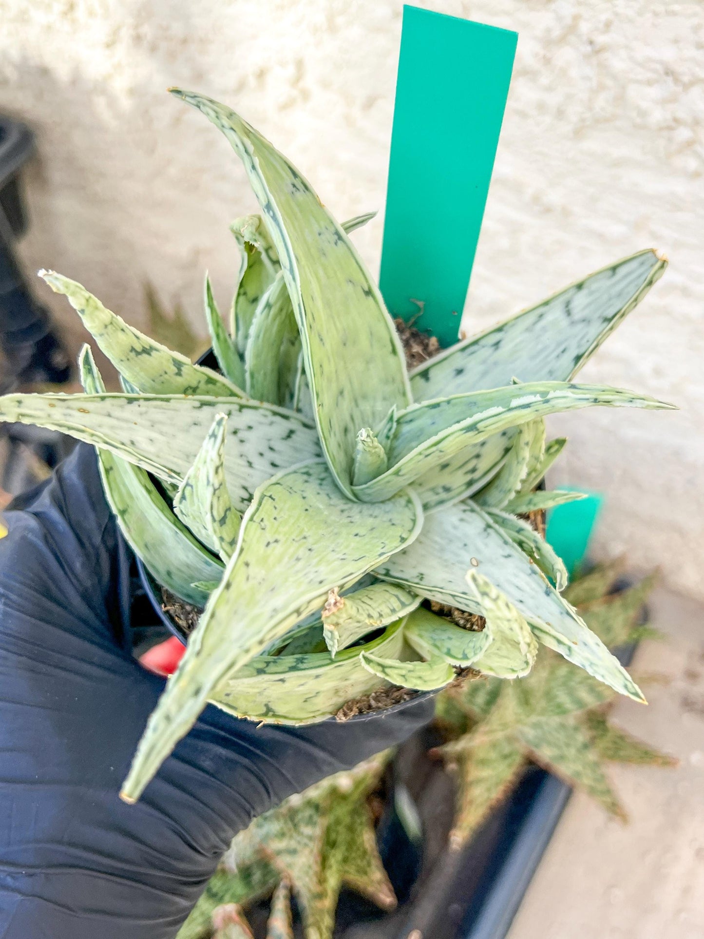 Aloe Snow Drift | Rare Agave | Indoor Succulents | 3.5" Planter