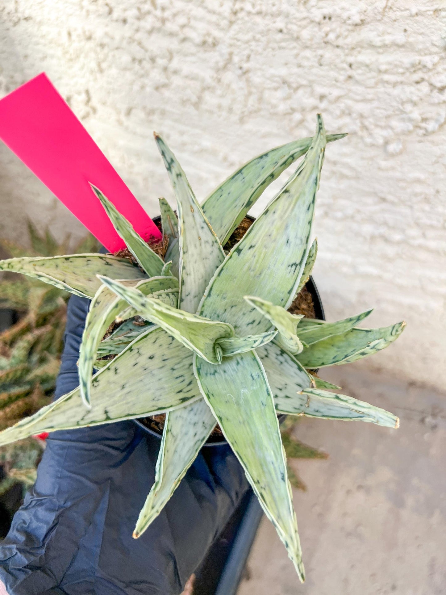 Aloe Snow Drift | Rare Agave | Indoor Succulents | 3.5" Planter
