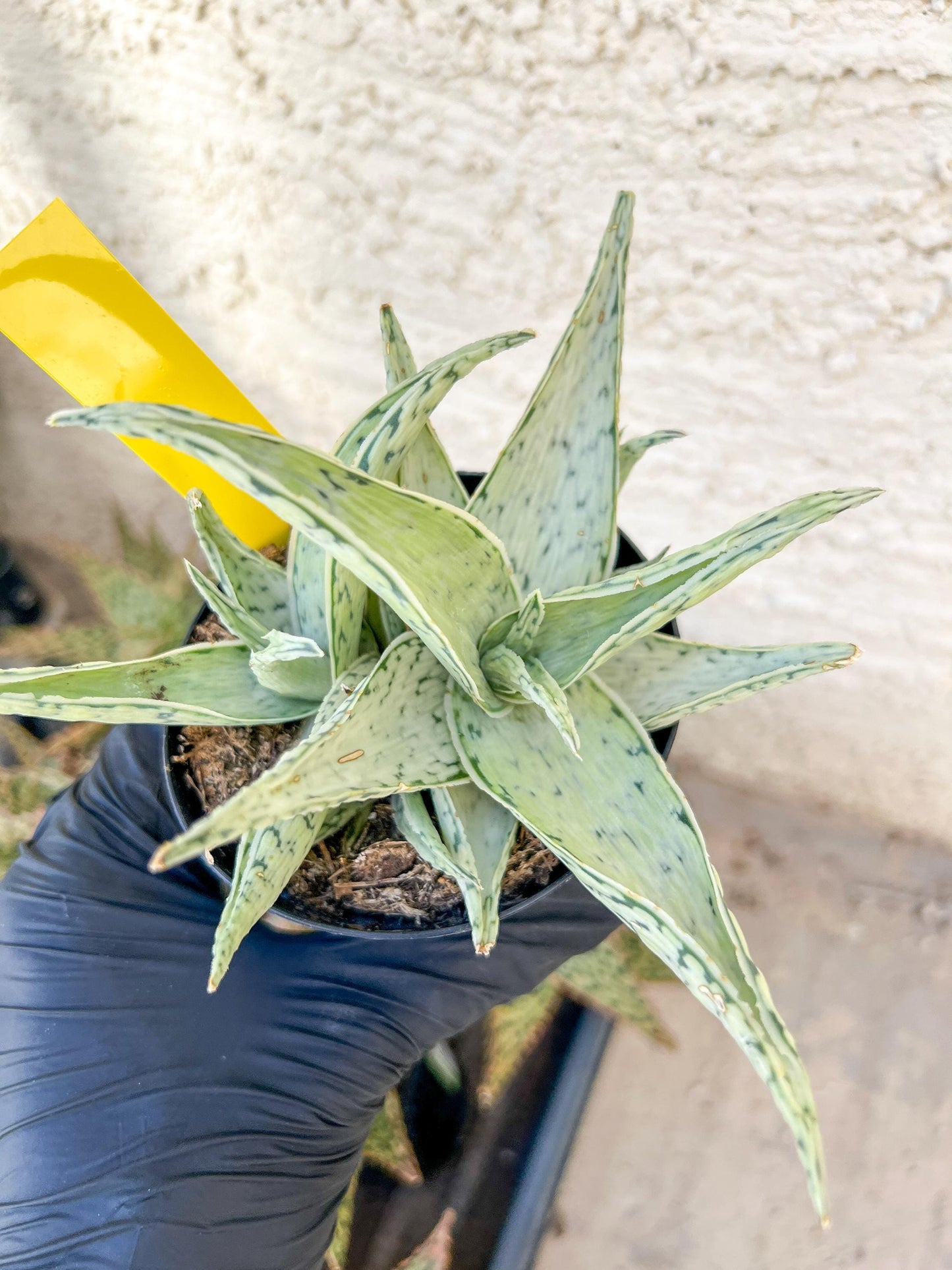 Aloe Snow Drift | Rare Agave | Indoor Succulents | 3.5" Planter