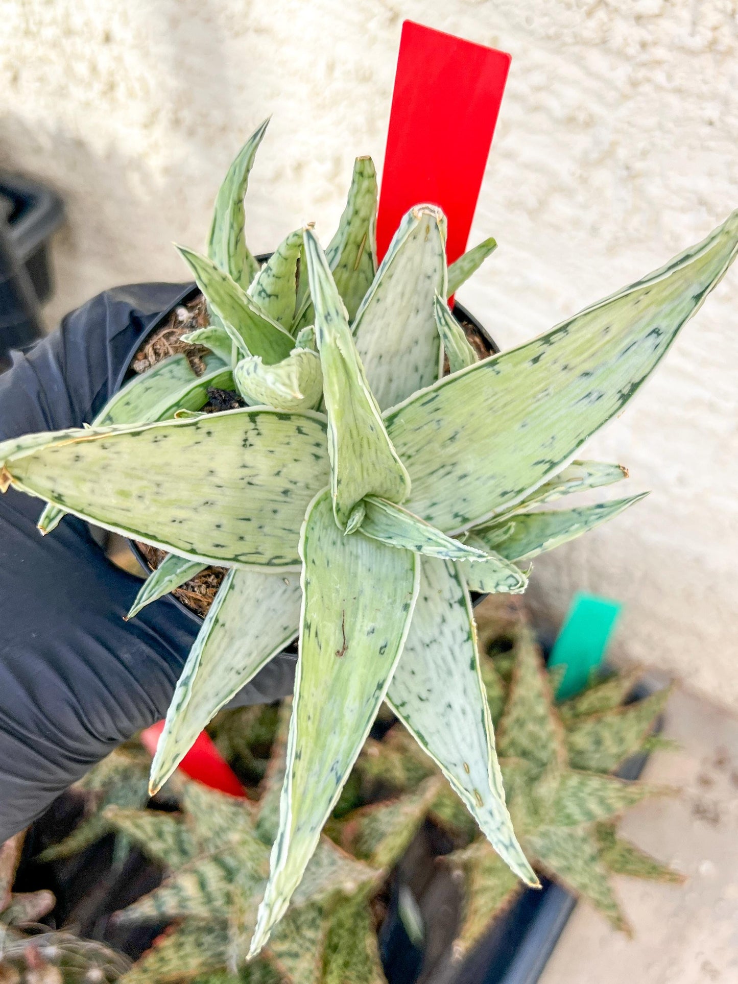 Aloe Snow Drift | Rare Agave | Indoor Succulents | 3.5" Planter