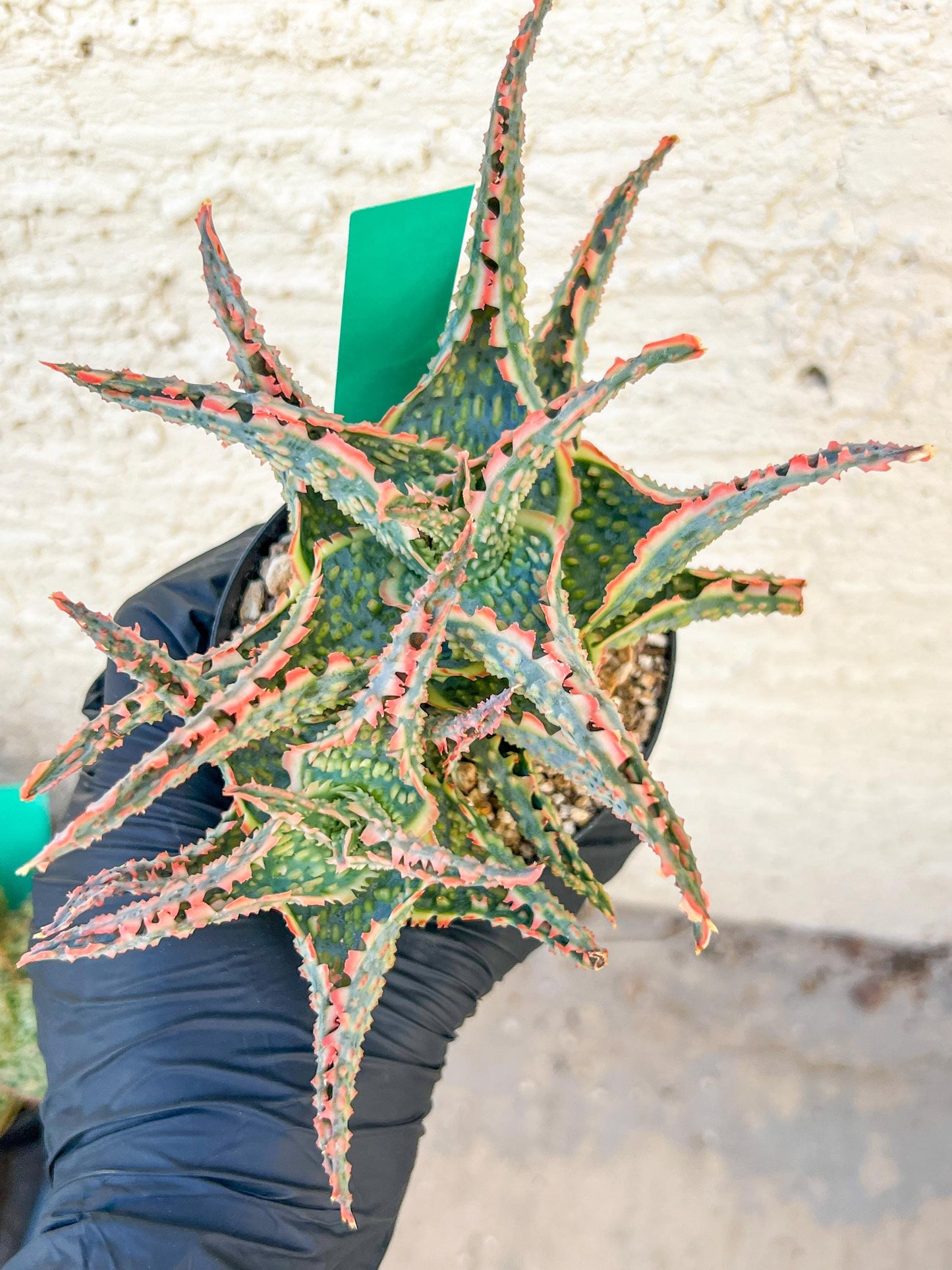 Aloe Oik'| A rare plant is more than decor—it’s therapy | 3.5" Planter