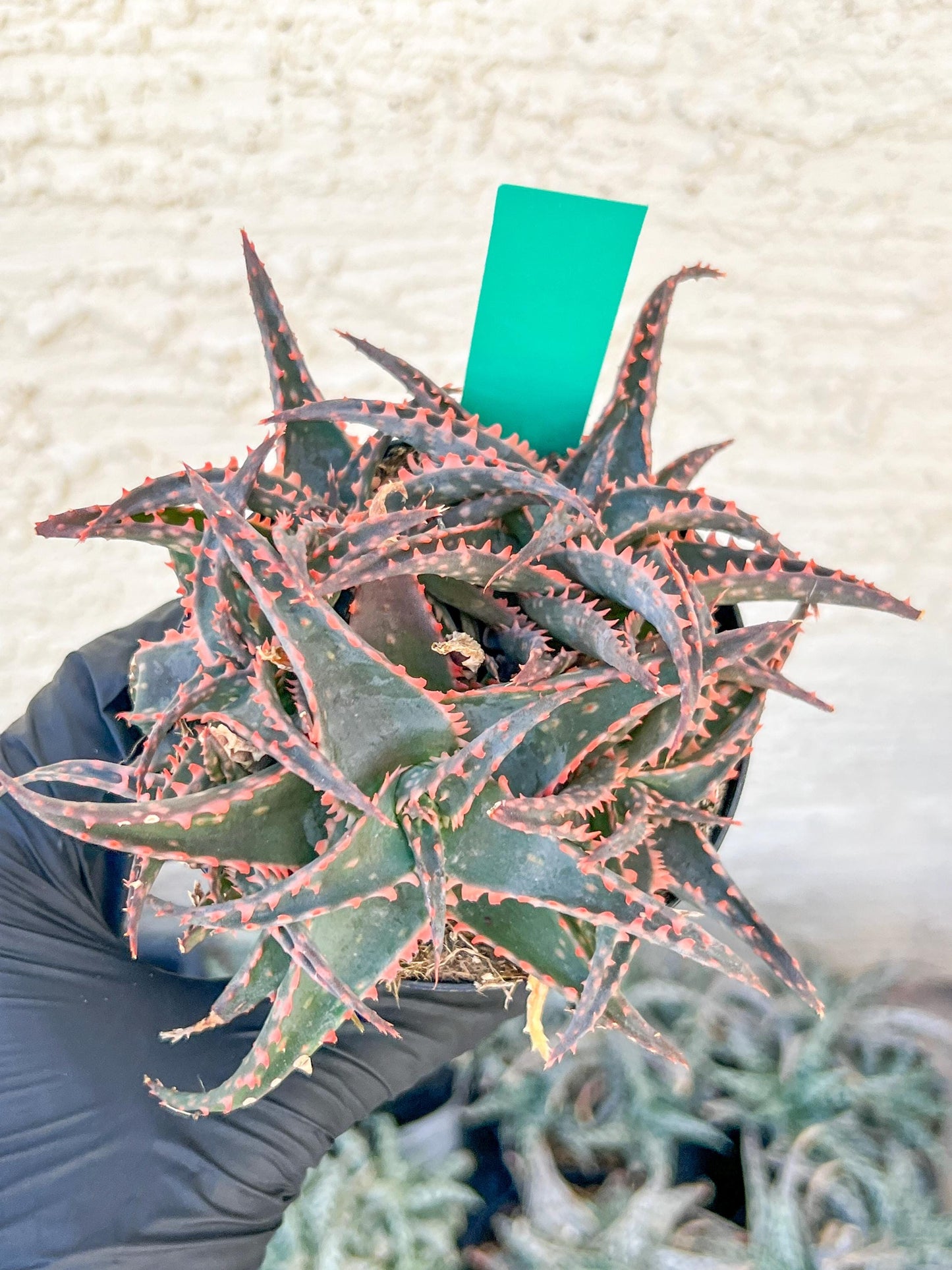Aloe Christmas Sleigh | Rare aloe plant | Rare succulent | 3.5" Planter