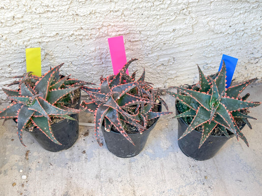 Aloe Christmas Sleigh | Rare aloe plant | Rare succulent | 3.5" Planter