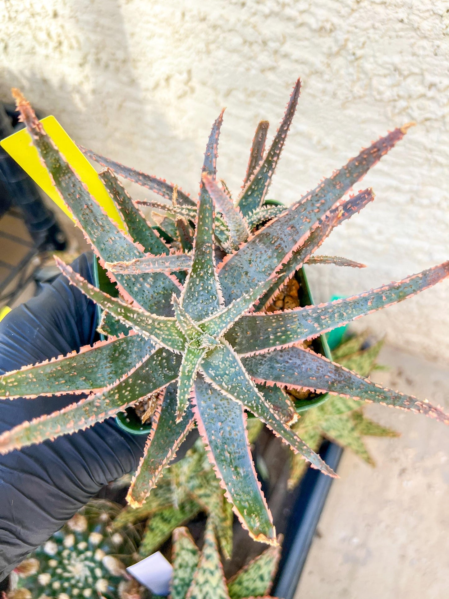 Rare - Aloe Purple Haze | Indoor Succulents | 3.5" Planter