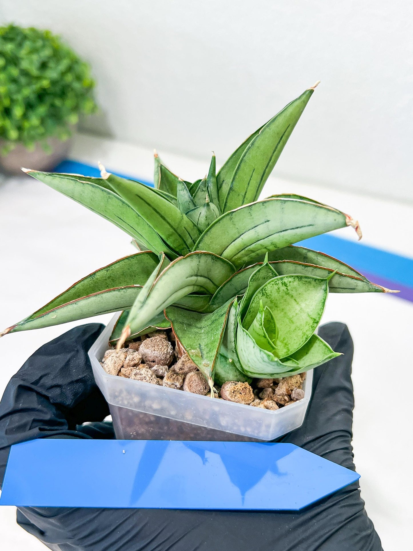 Sansevieria Ice Thorn (#A1) | Imported Plants | Rare Hybrid Species